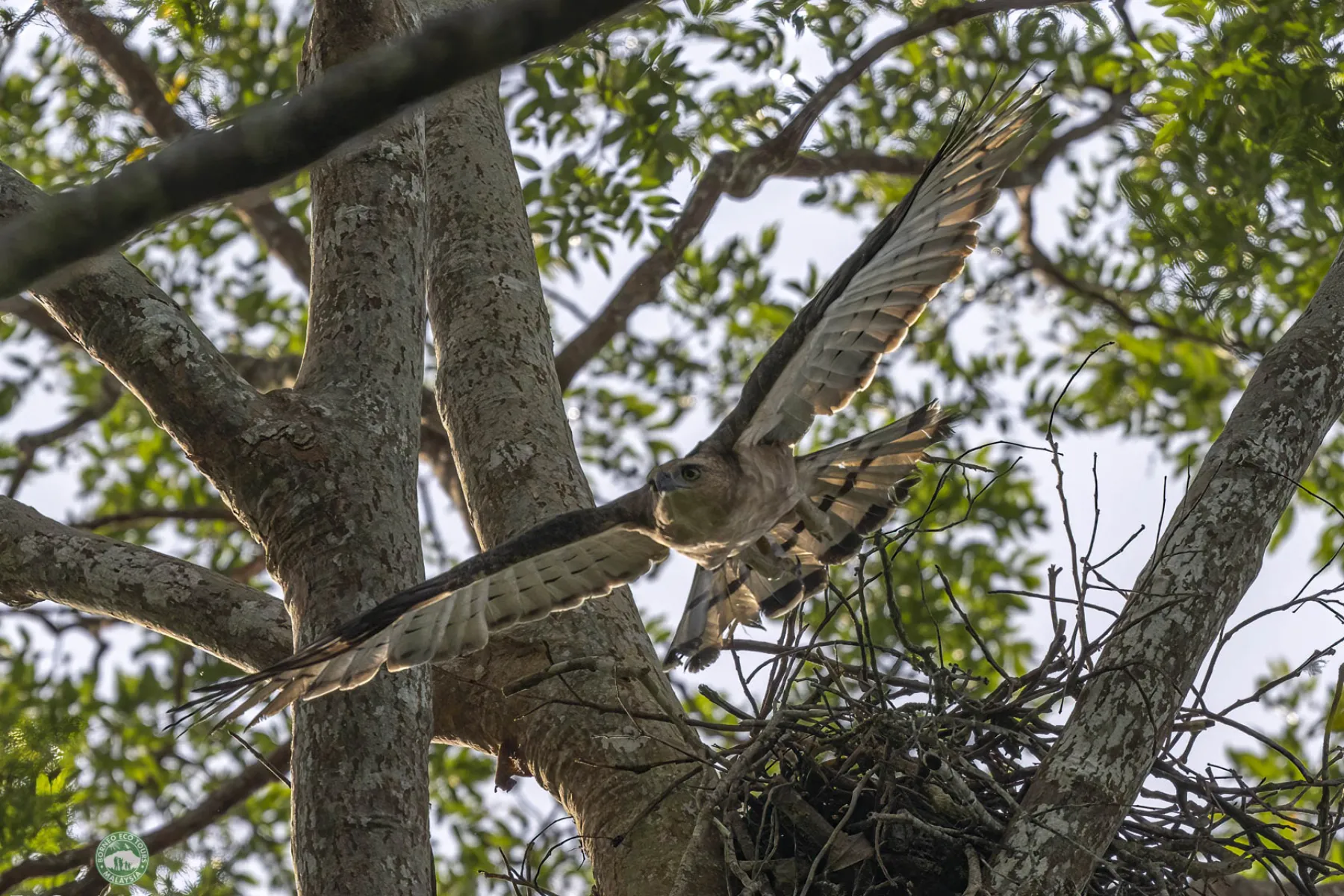 Wallace's hawk eagle