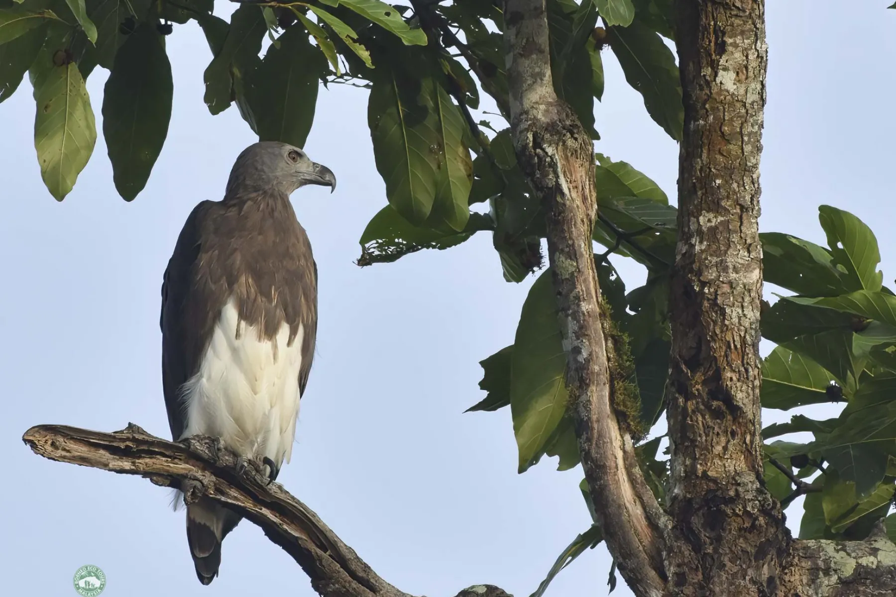 White-bellied sea eagle