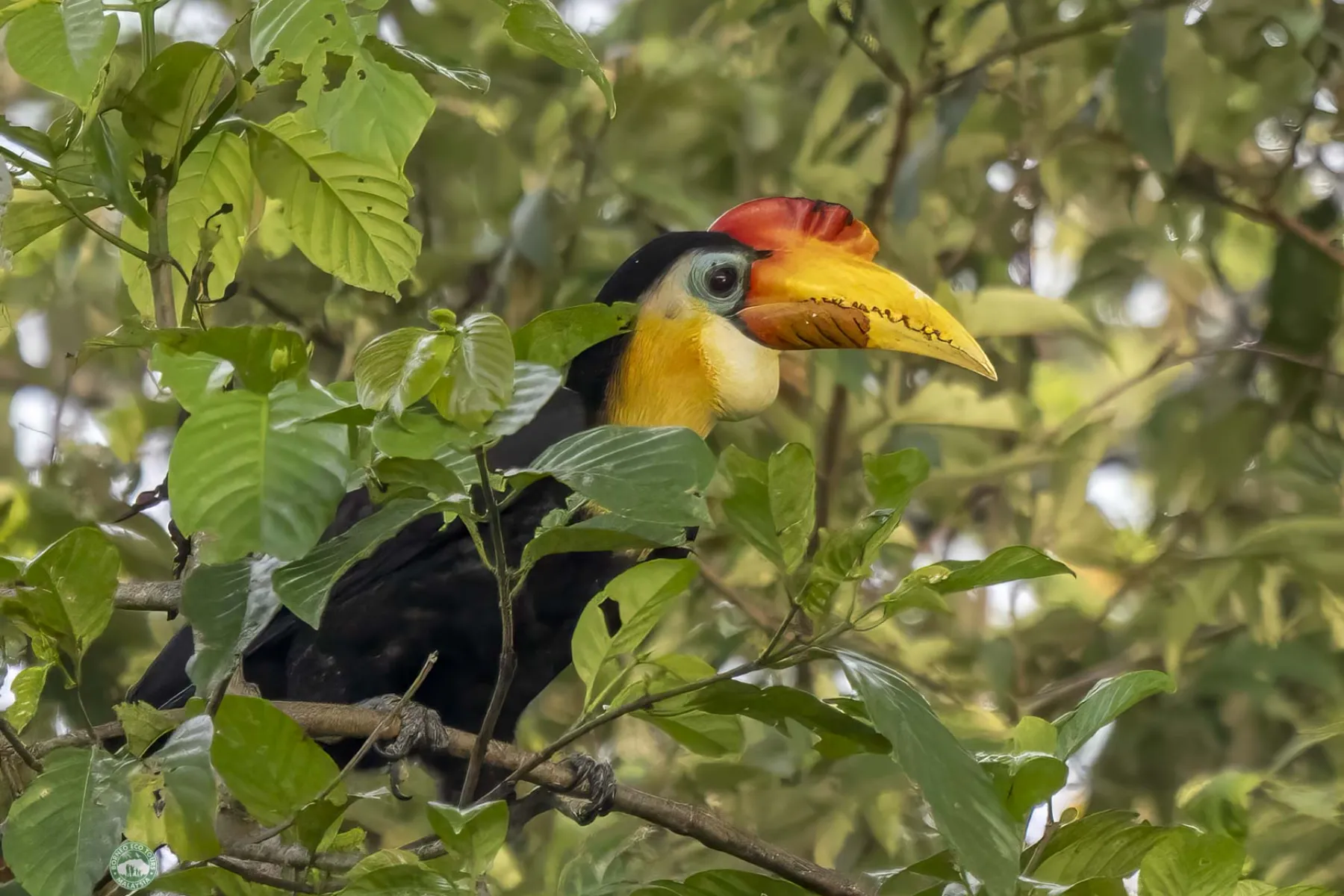 Wrinkled hornbill
