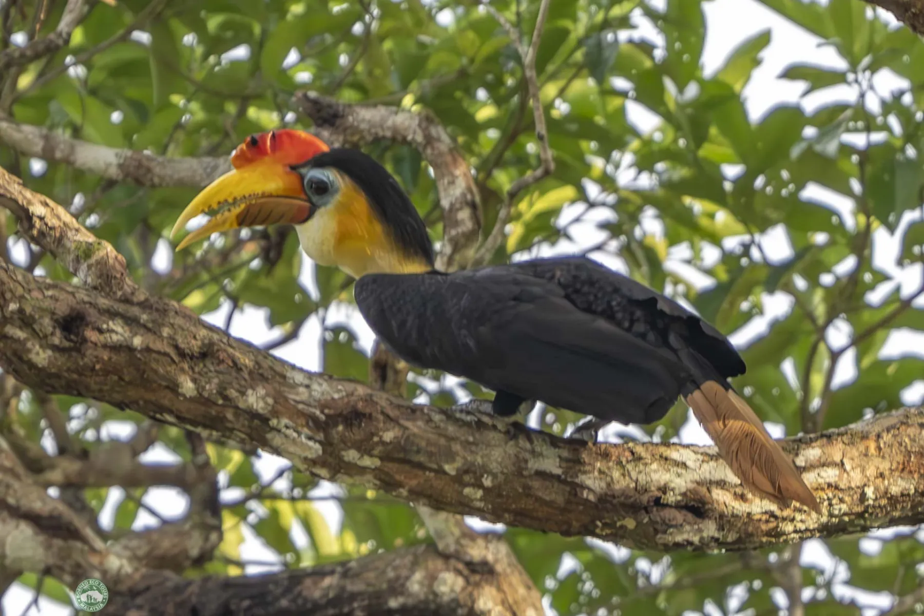 Wrinkled hornbill
