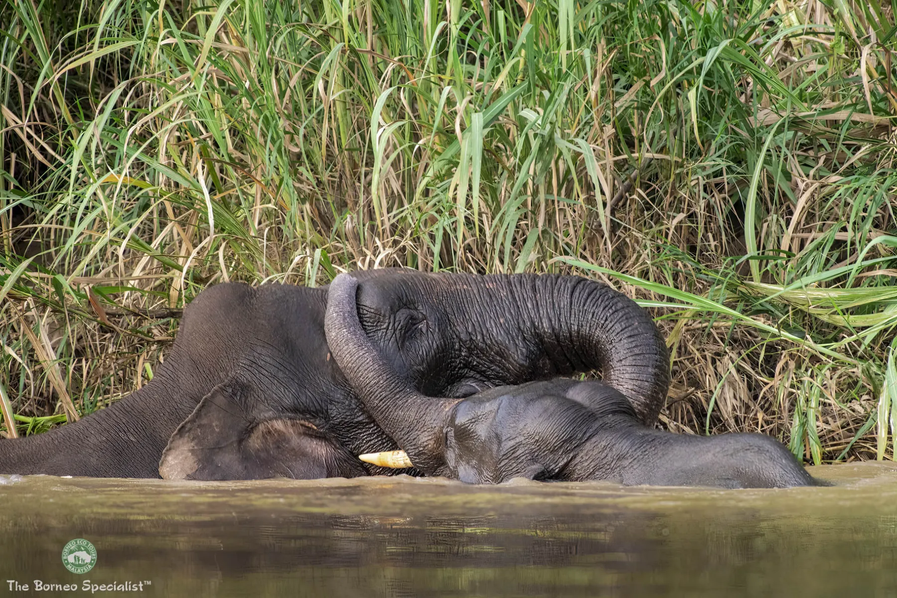 Bornean pygmy elephants