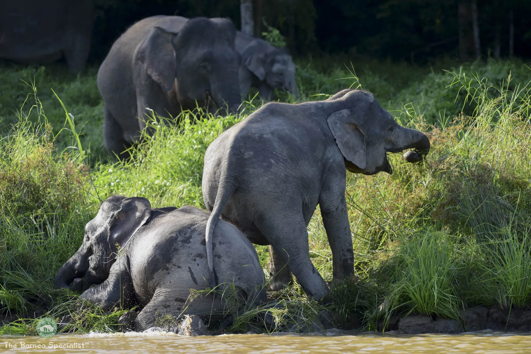 Bornean pygmy elephants