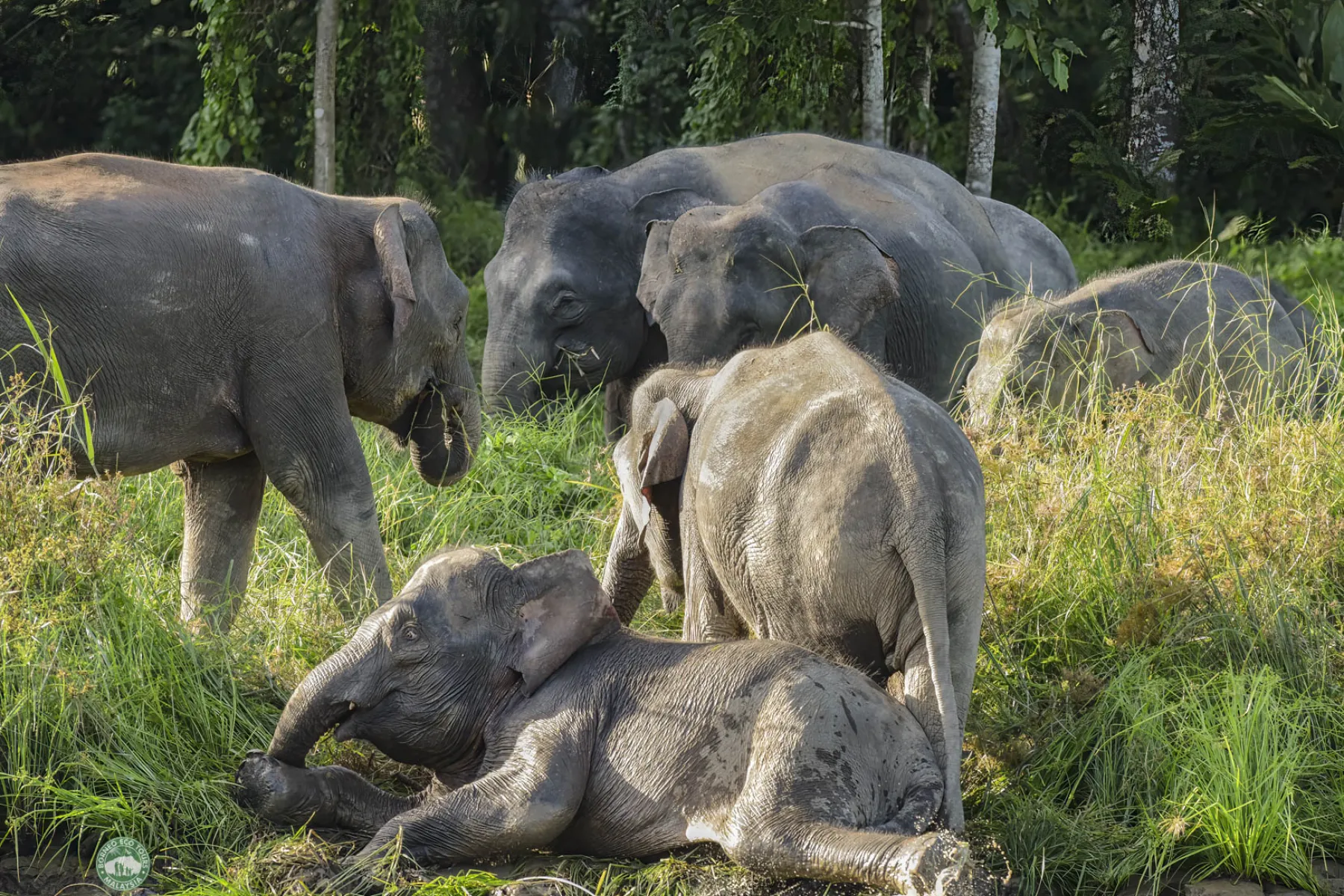 Bornean pygmy elephants