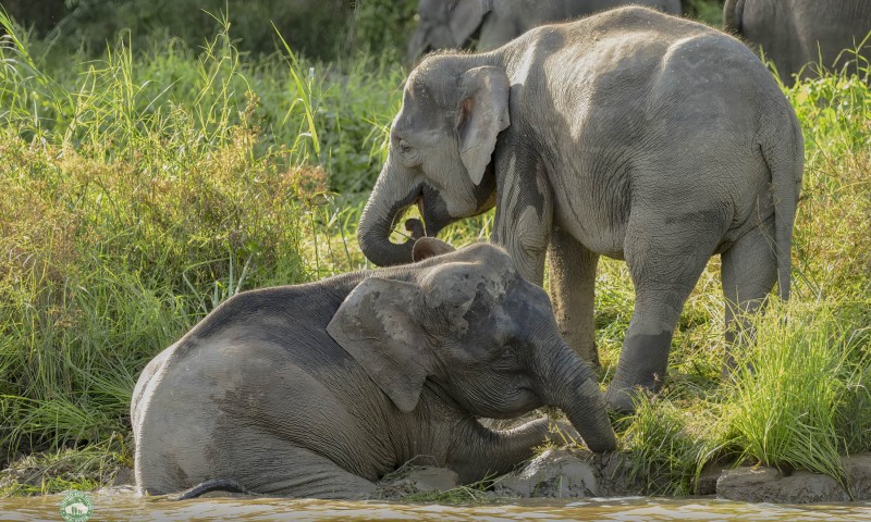 Borneo's Wildlife & Birdlife