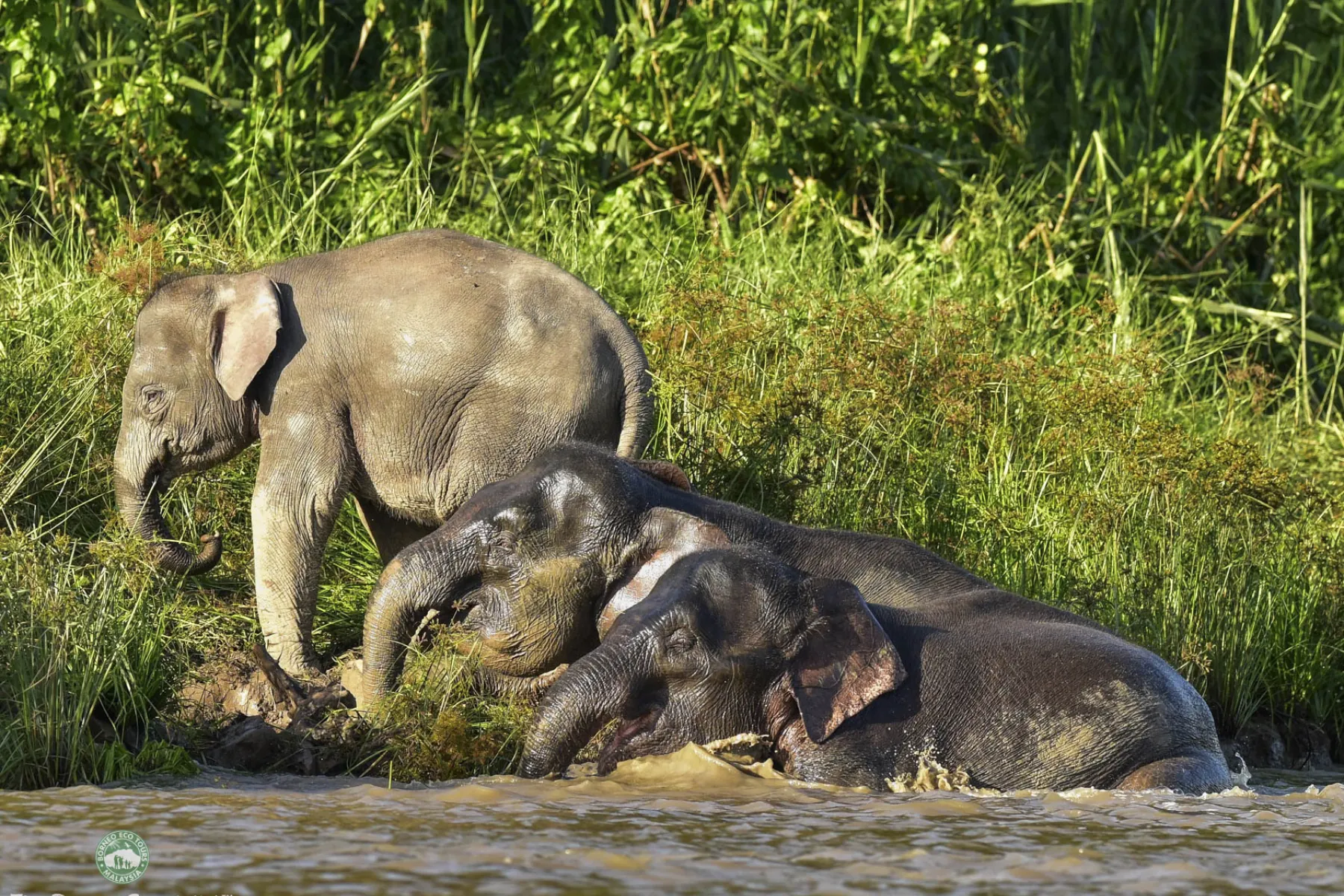 Bornean pygmy elephants