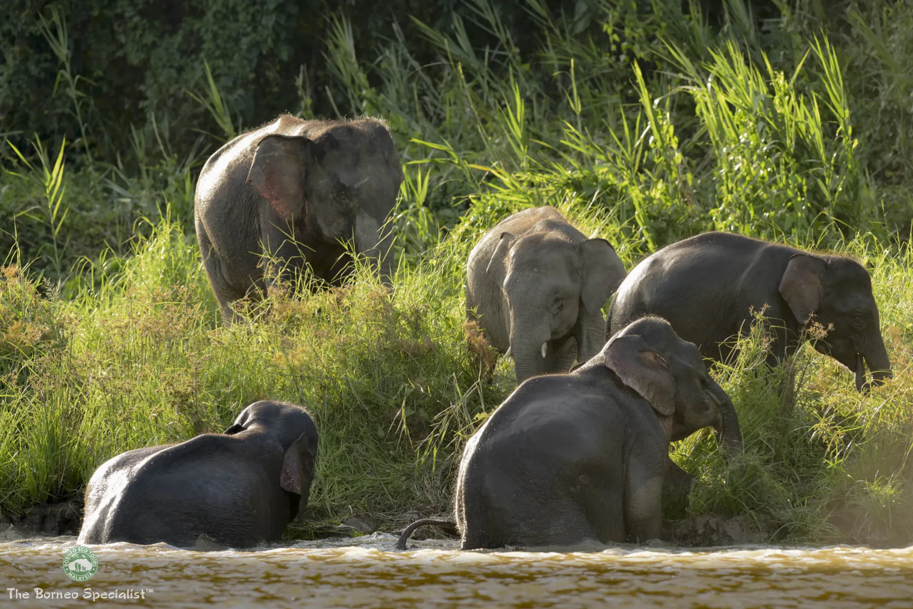 Bornean pygmy elephants