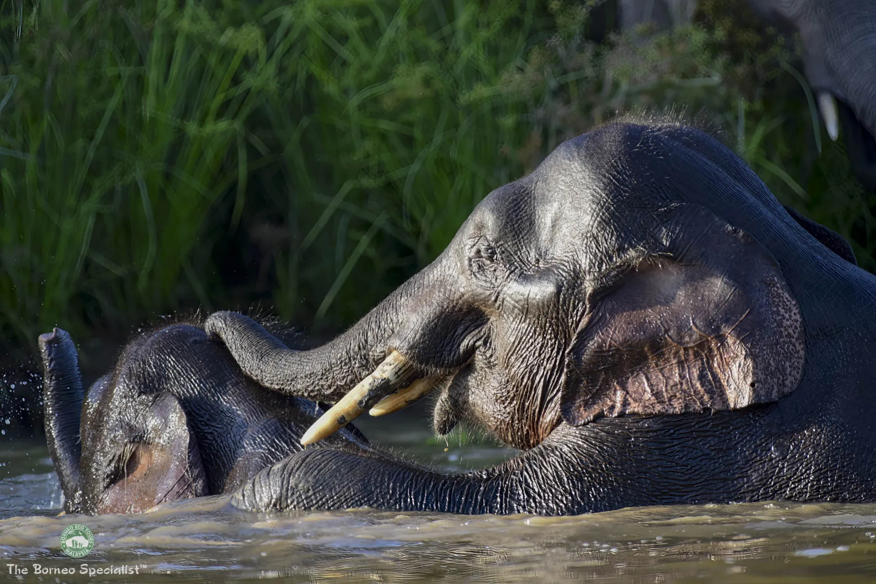 Borneo pygmy elephants