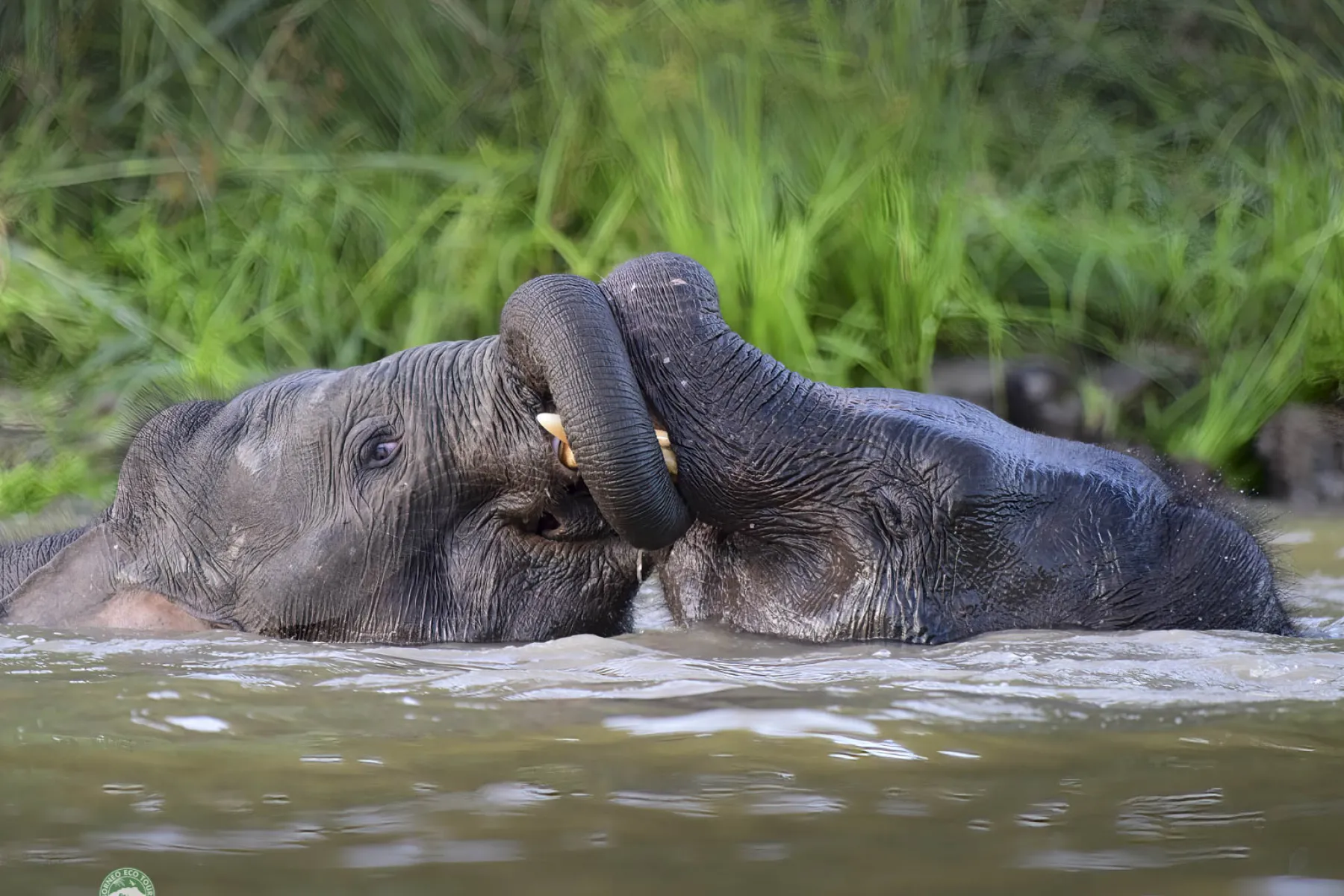 Bornean pygmy elephants