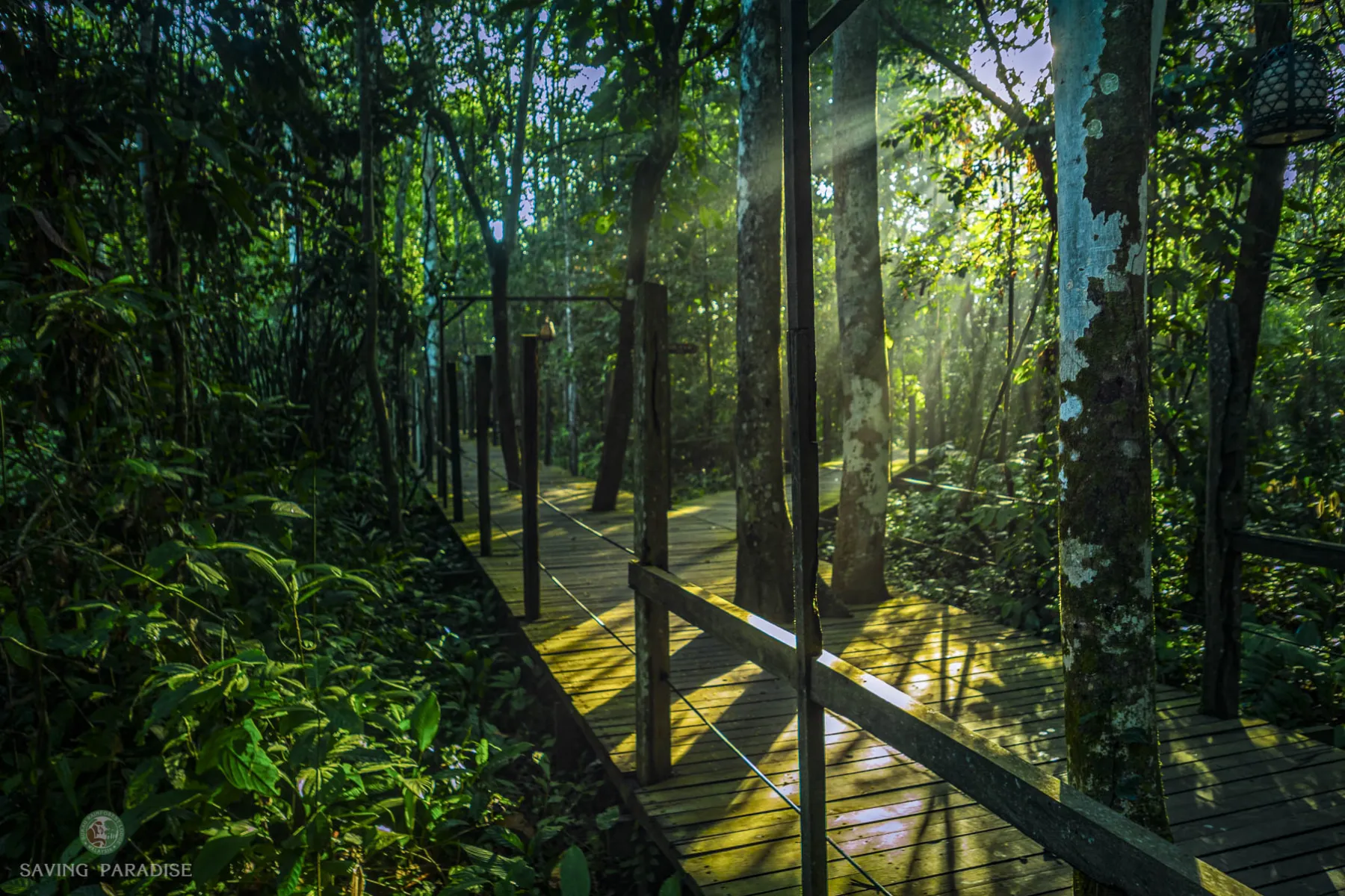 Sir Attenborough Boardwalk