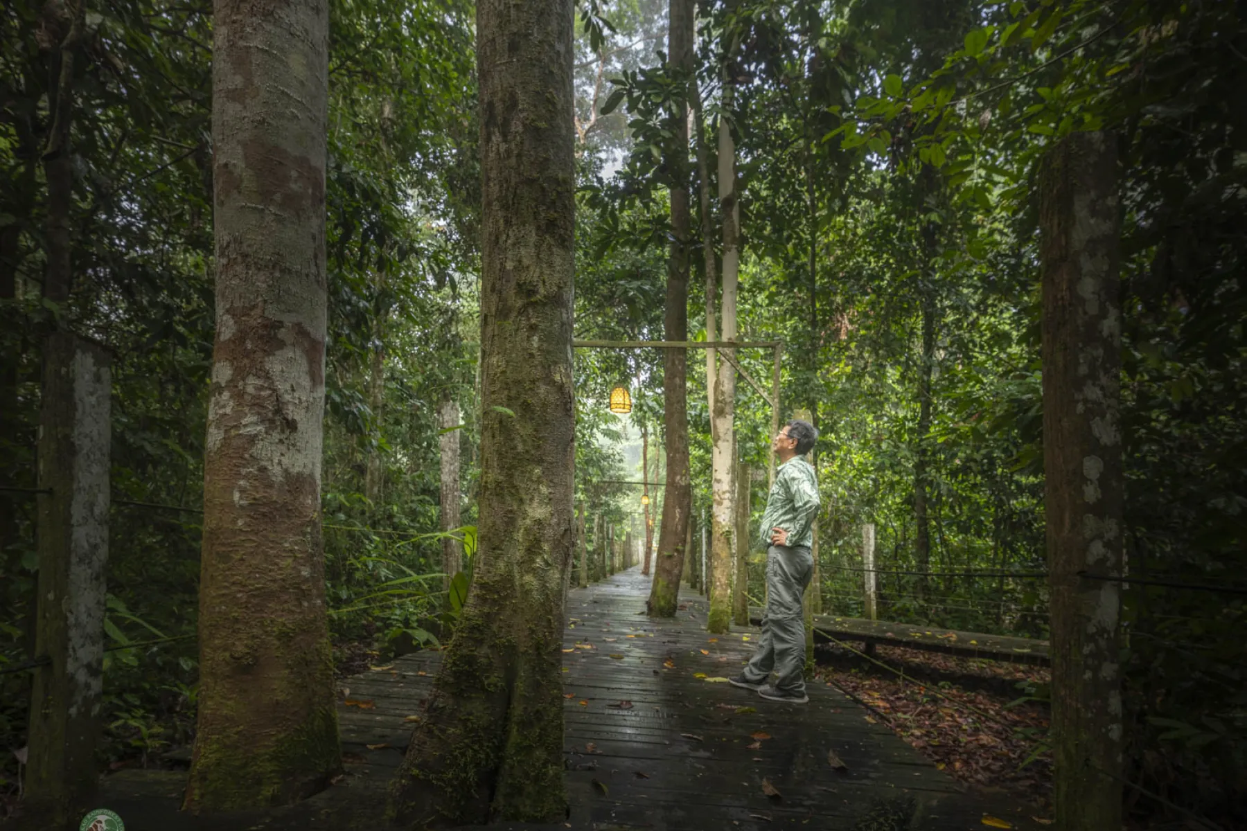 Attenborough boardwalk