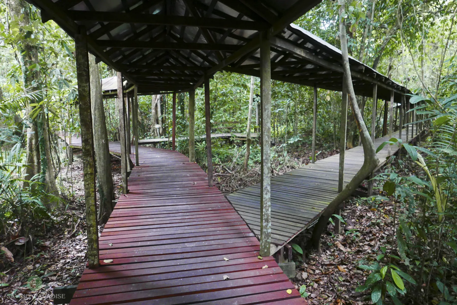 Hornbill boardwalk