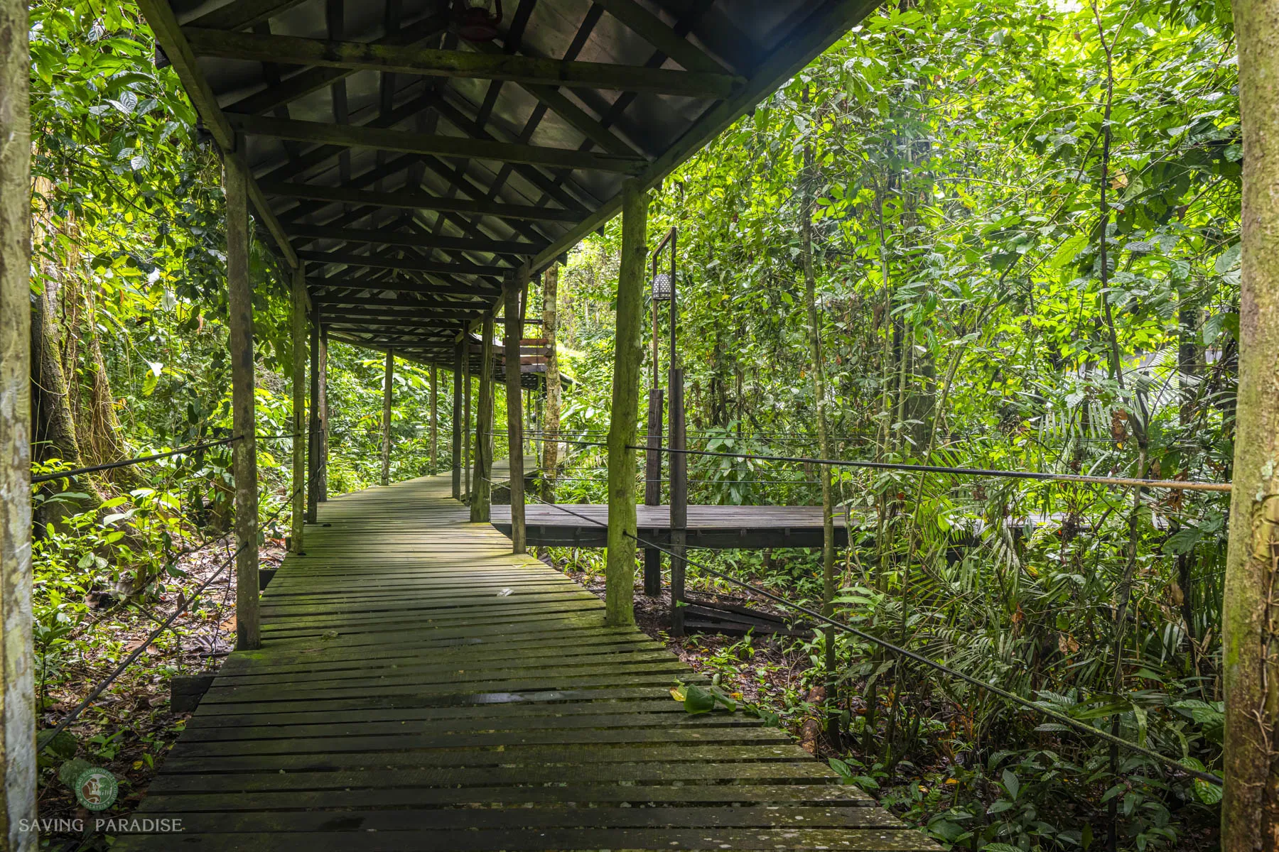 Hornbill boardwalk