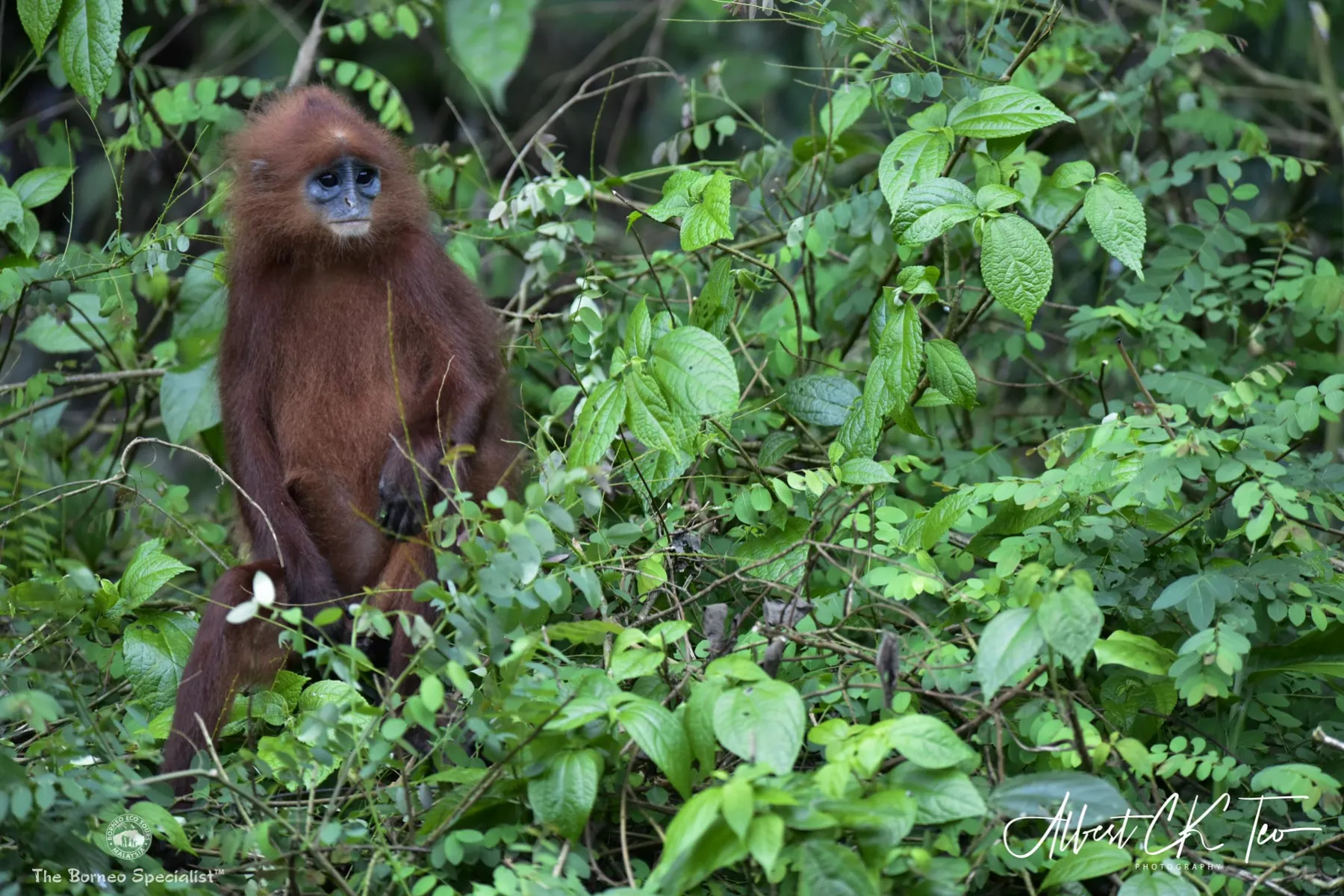 Maroon langur