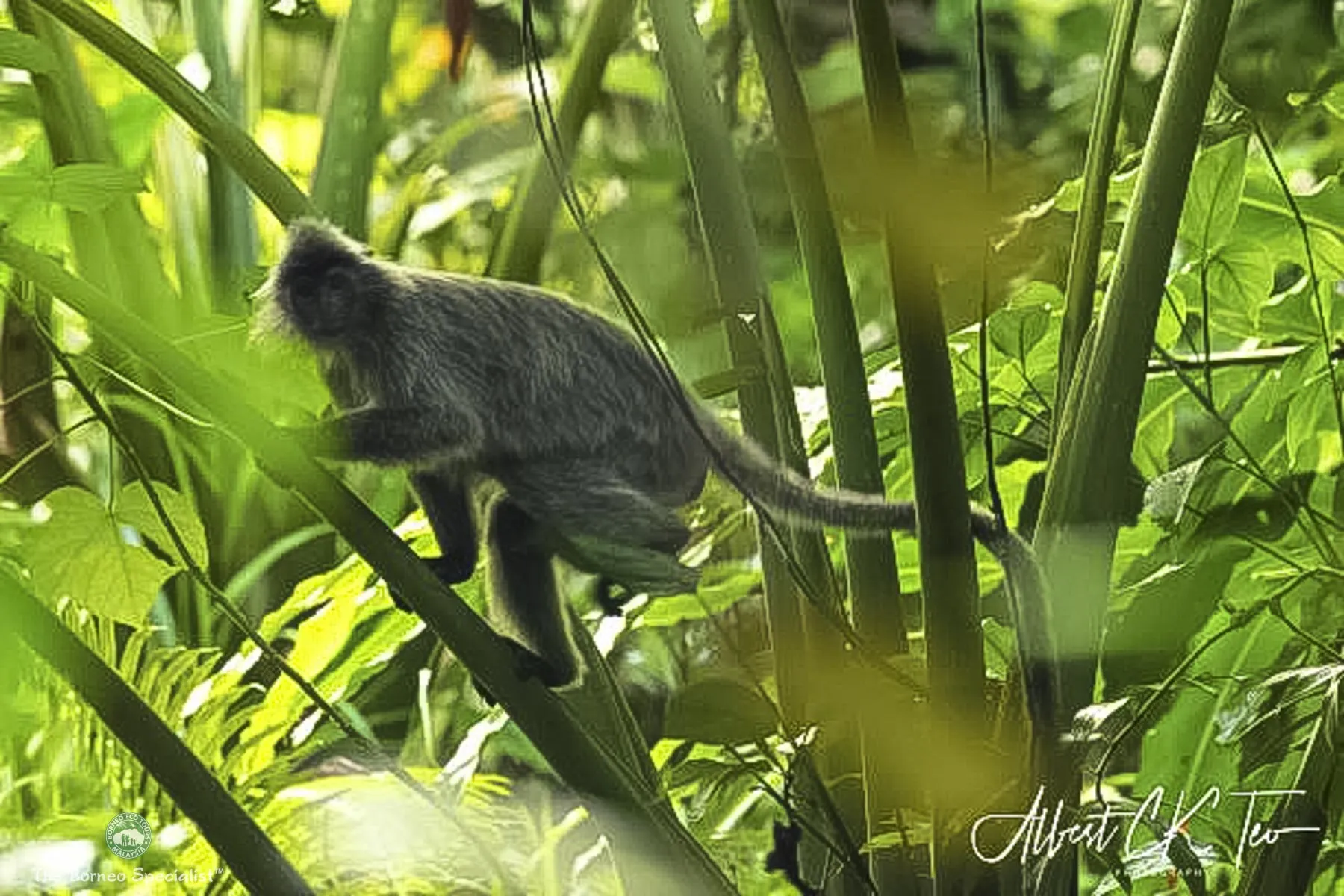 Silver leaf langur