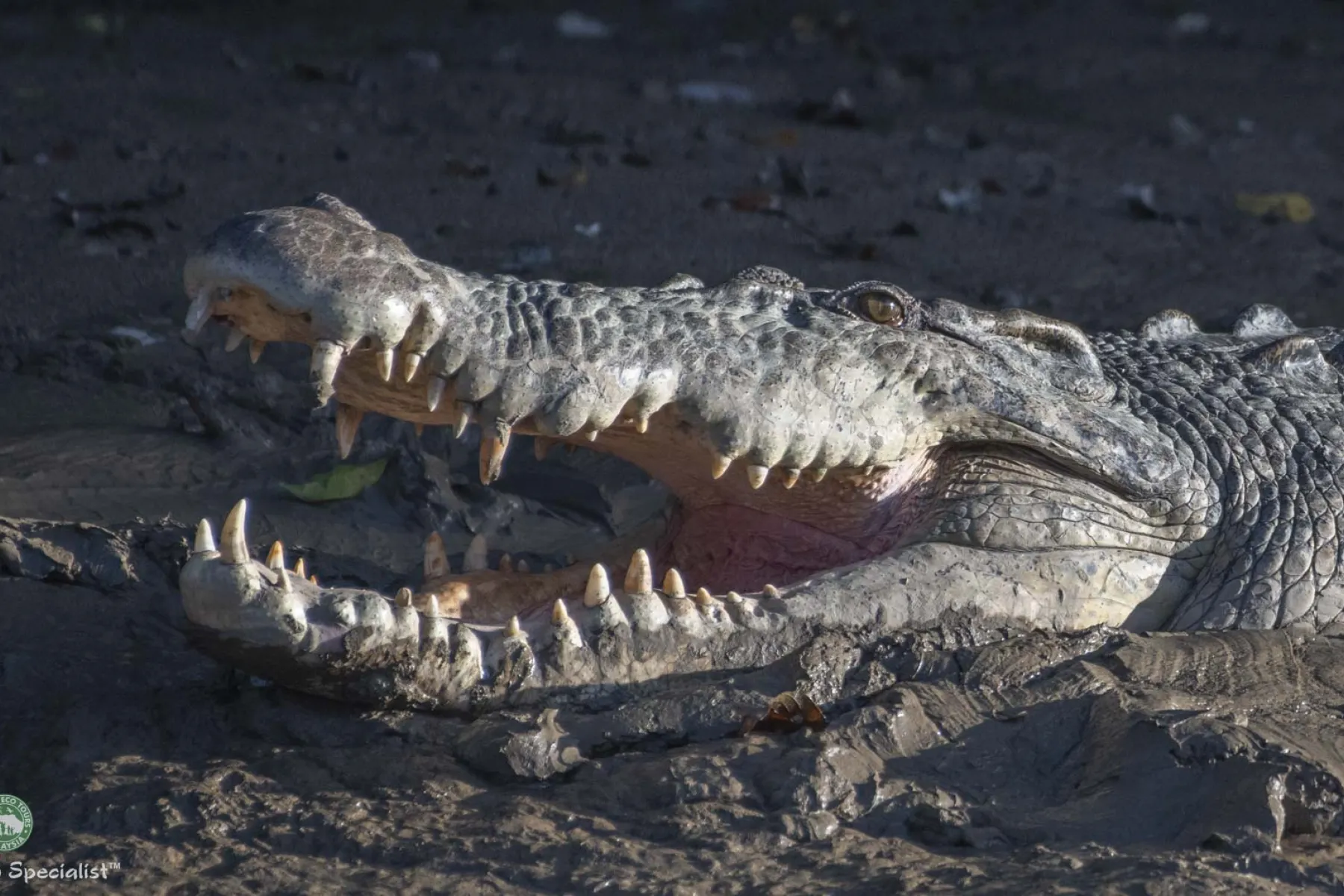 Estuarine crocodile