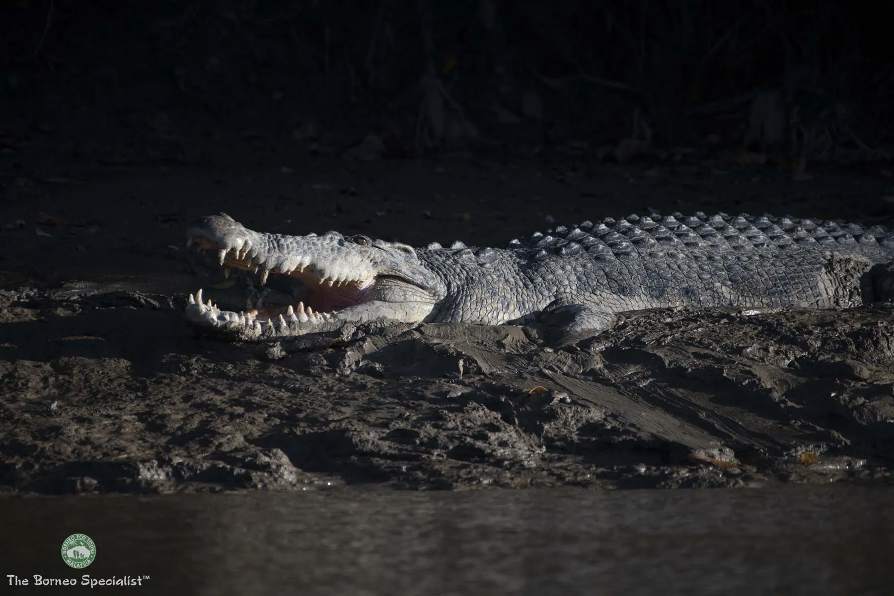Estuarine crocodile