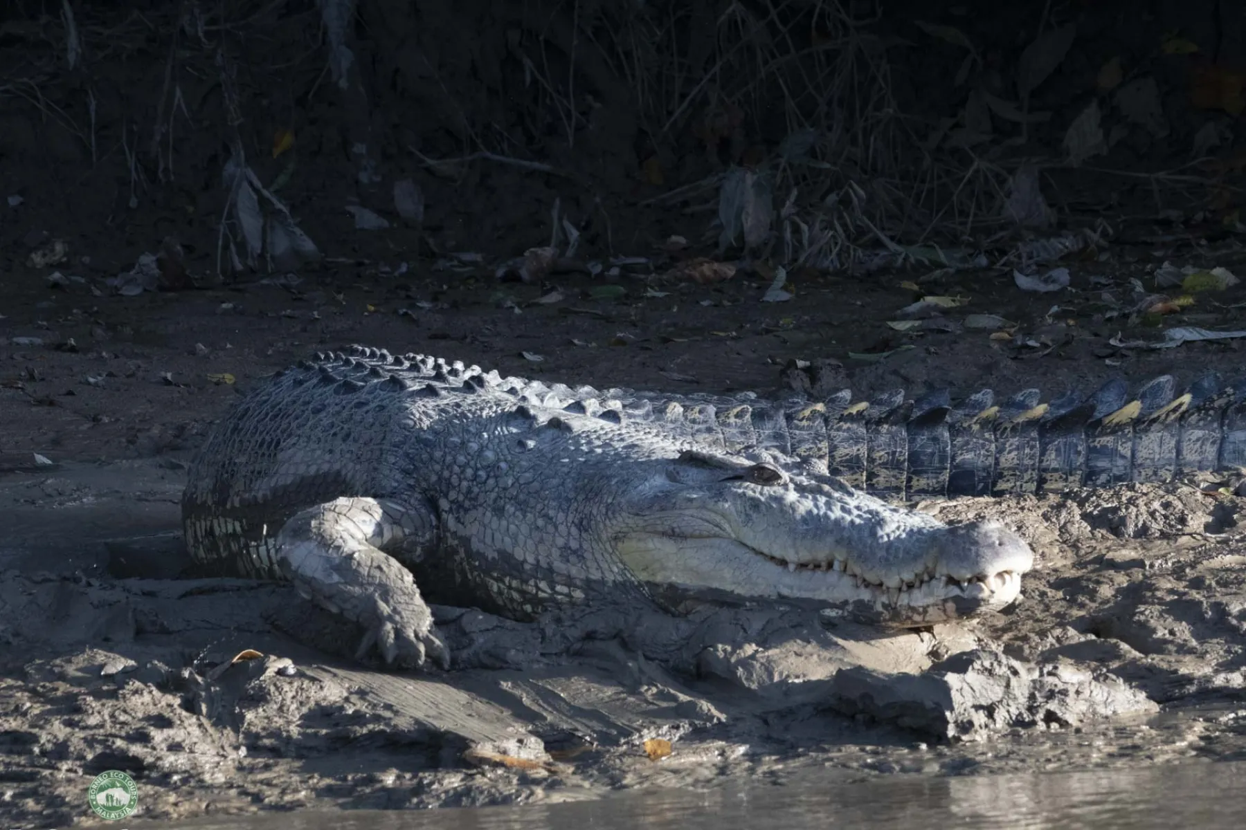 Estuarine crocodile
