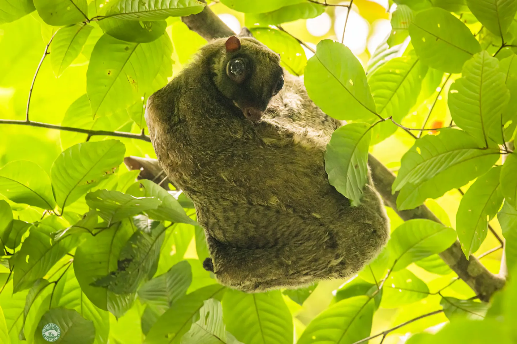 Colugo