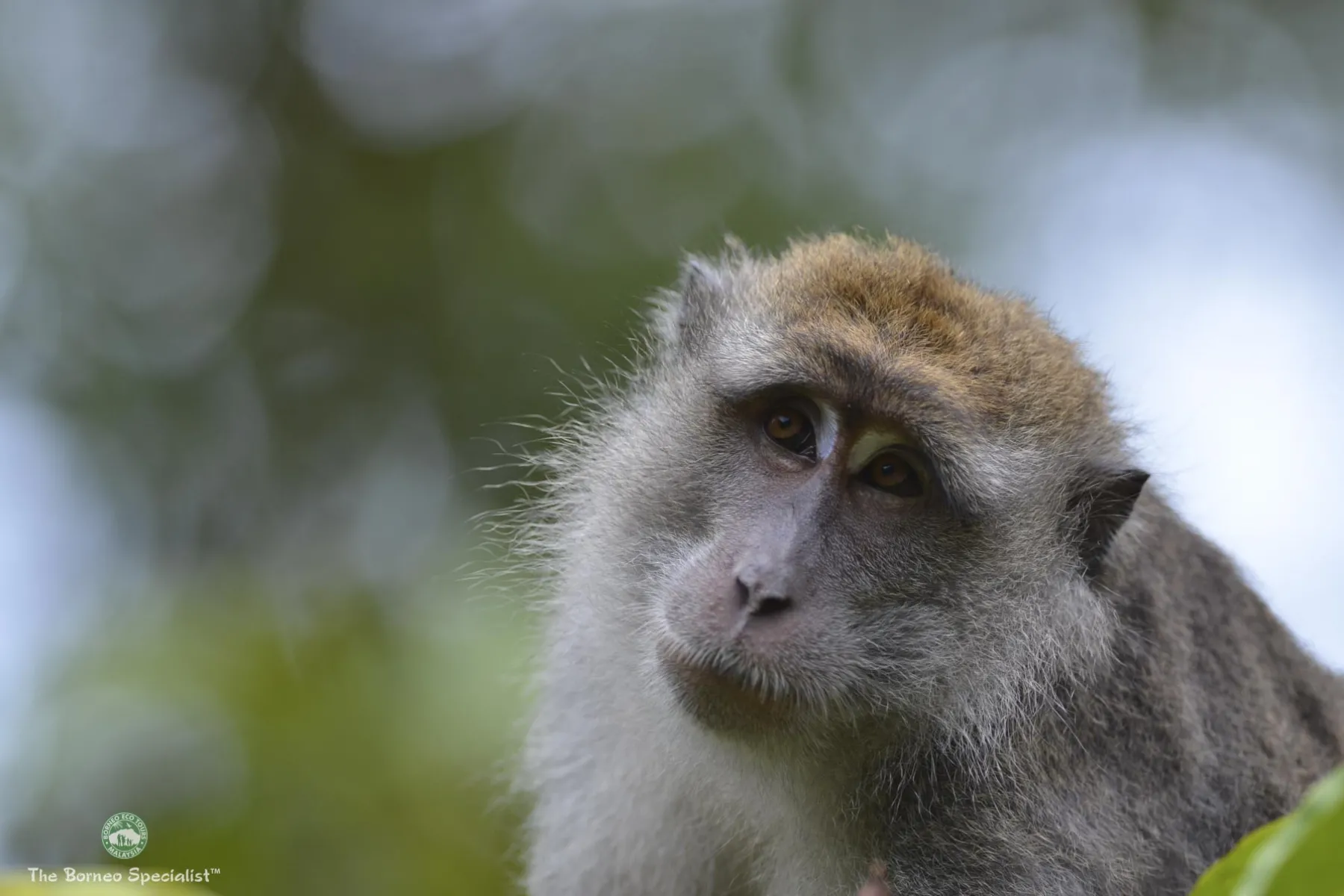Long-tailed macaque