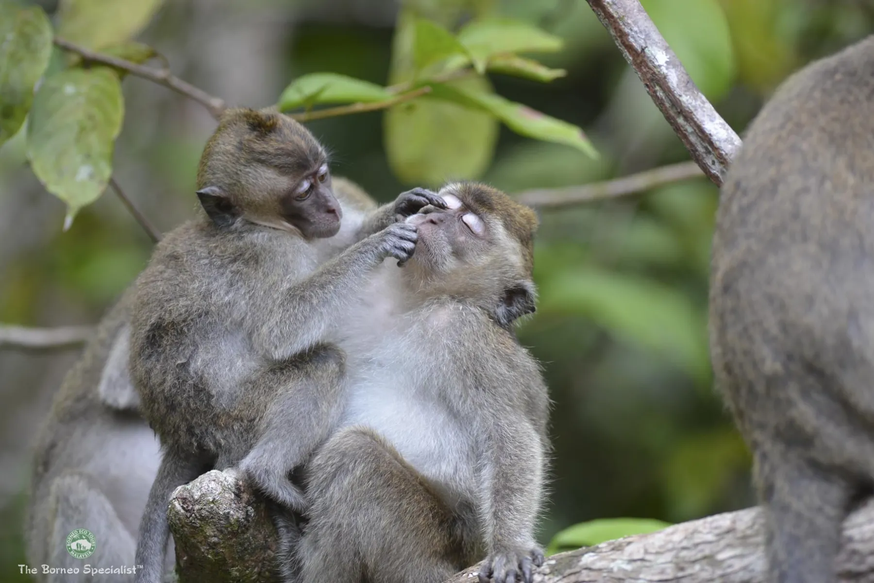 Long tailed macaques