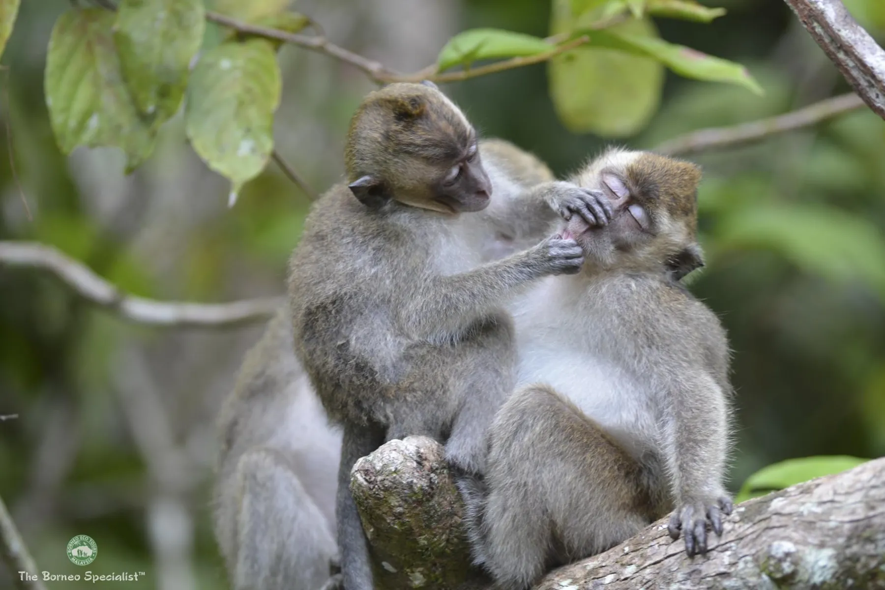 Long tailed macaques