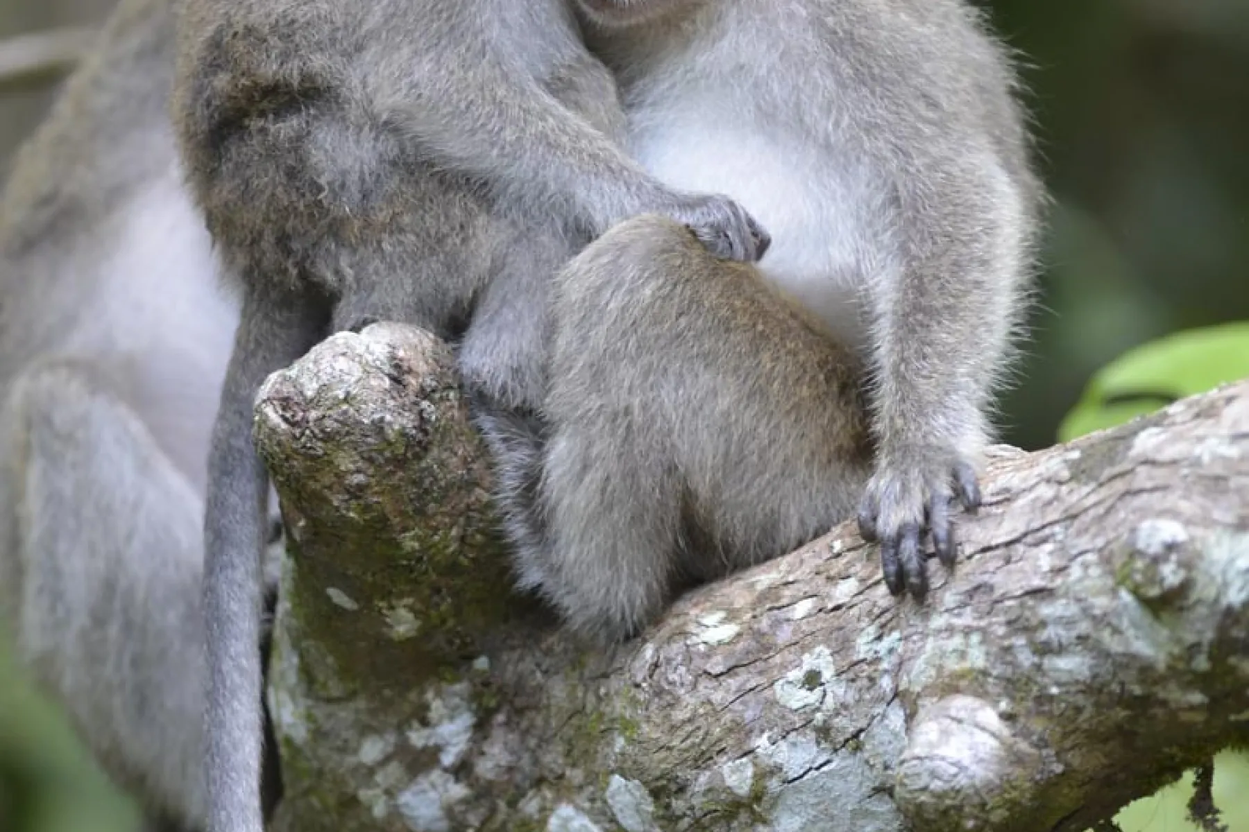 Long tailed macaques