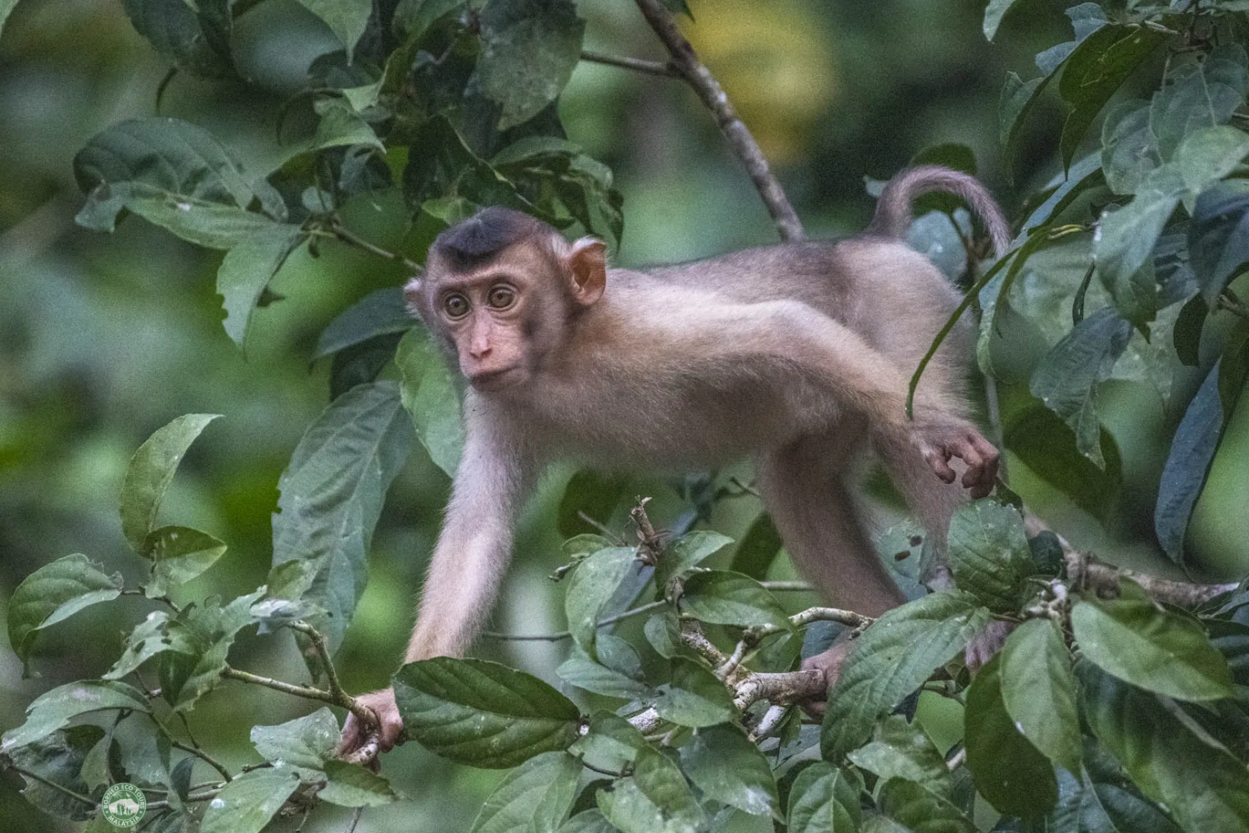 Baby pig tailed macaque