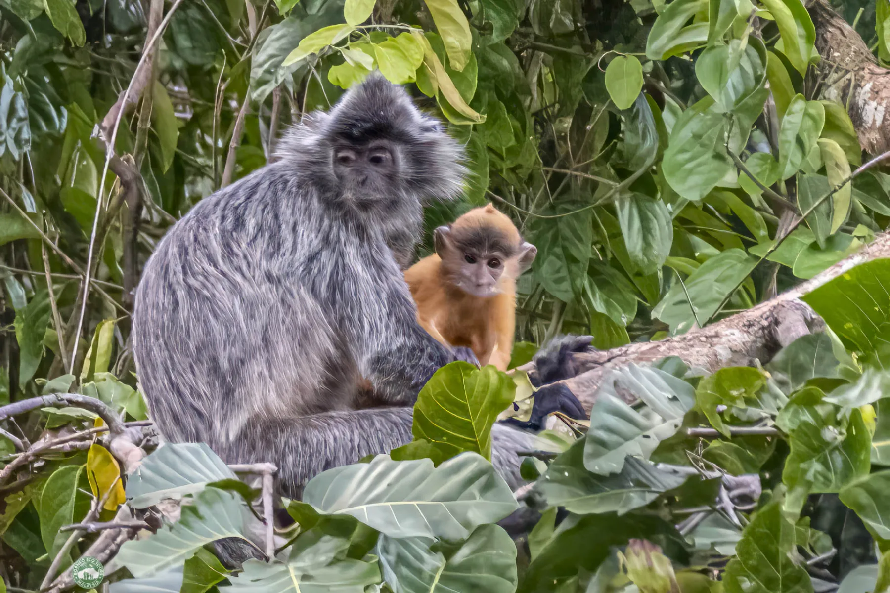 Silver leaf langurs