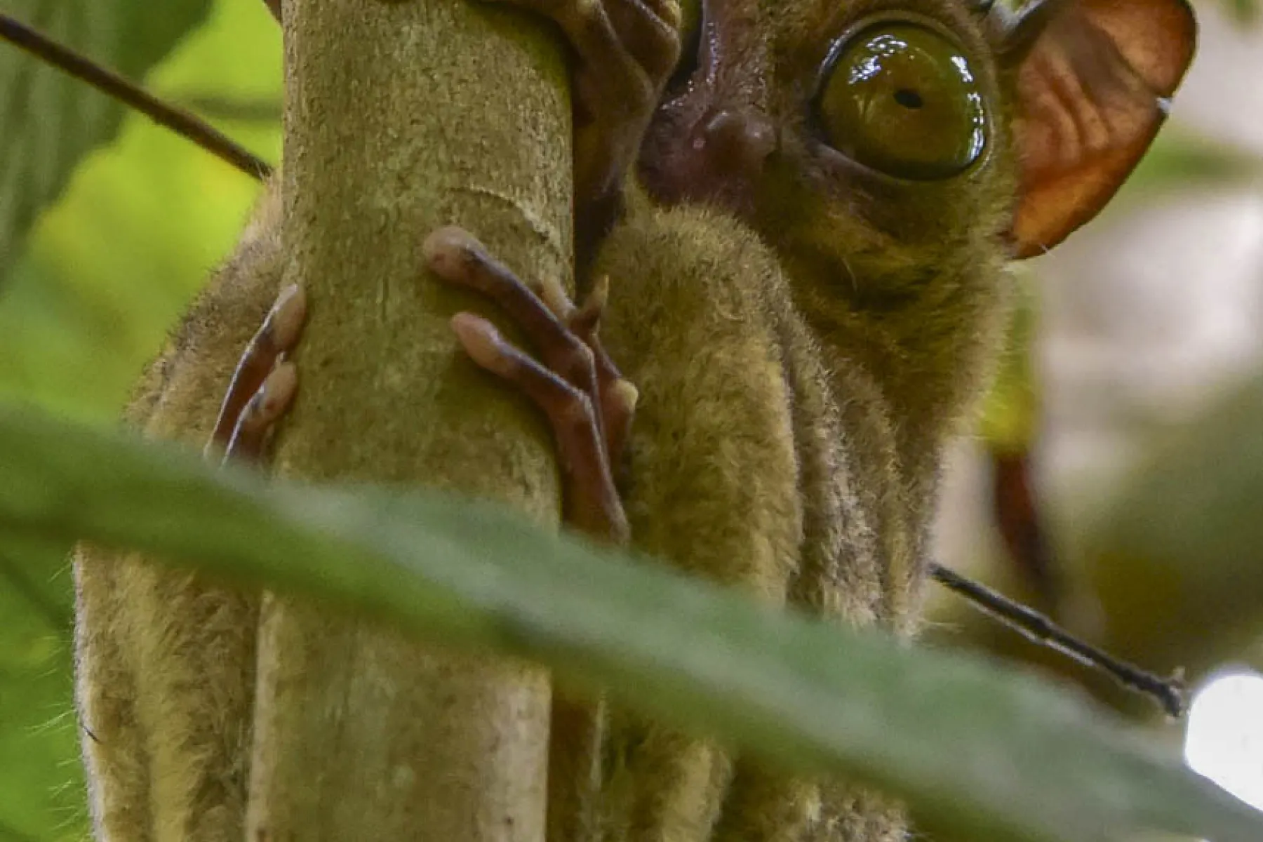 Western tarsier