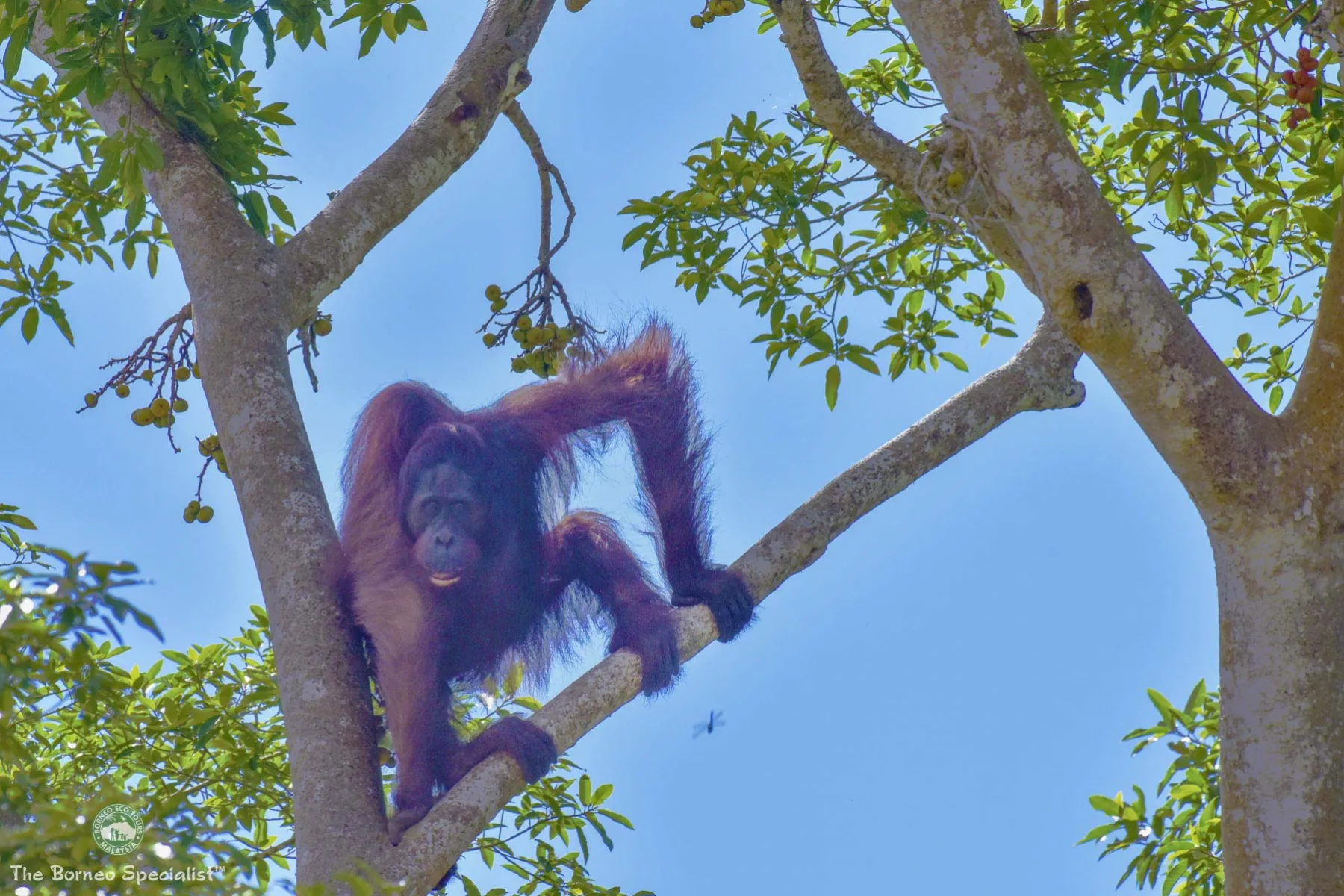 Wild orang utan