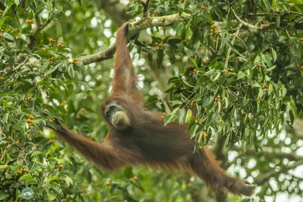 Borneo Big 5 - Day 3