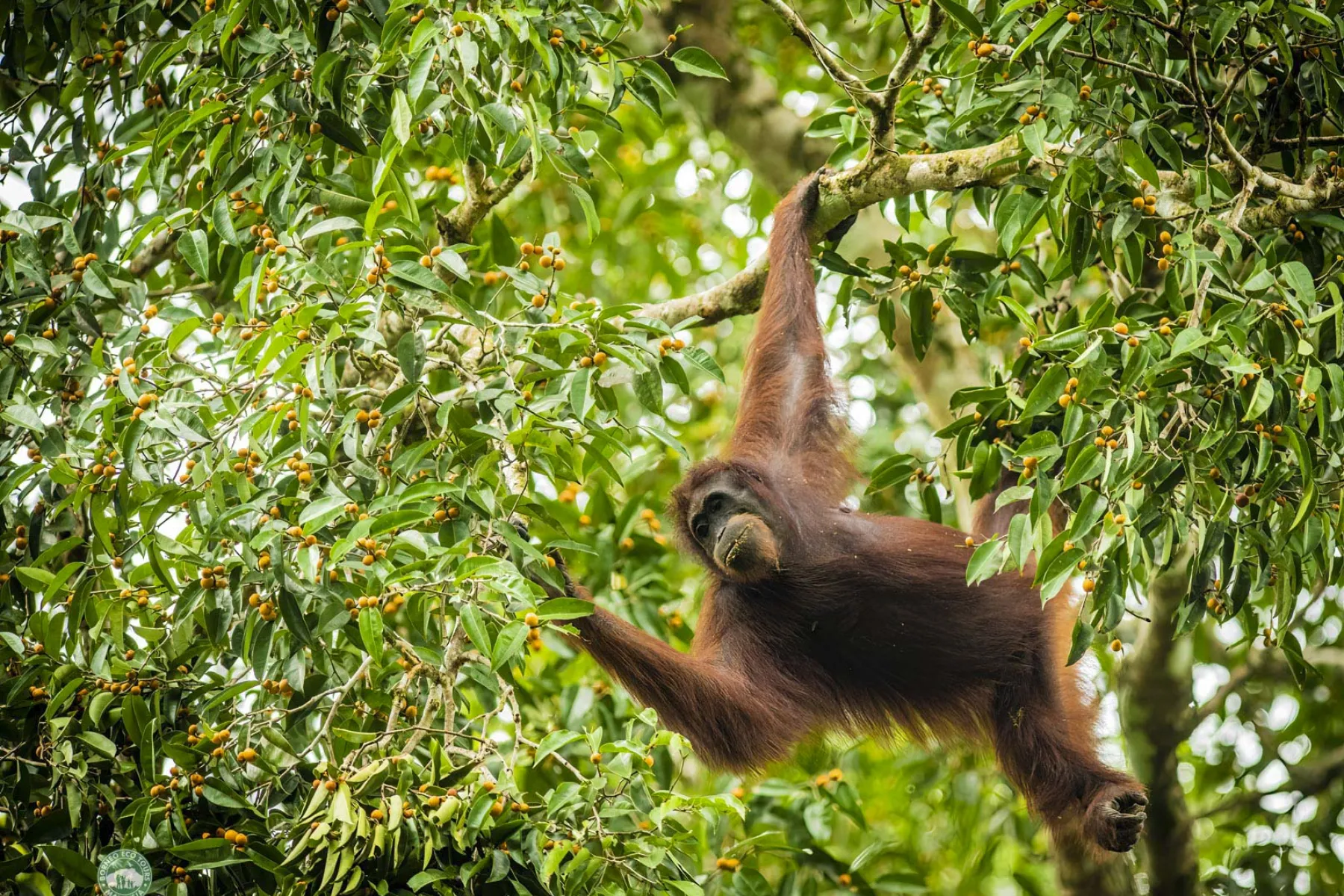 Resident wild orang utan 'Lucky"