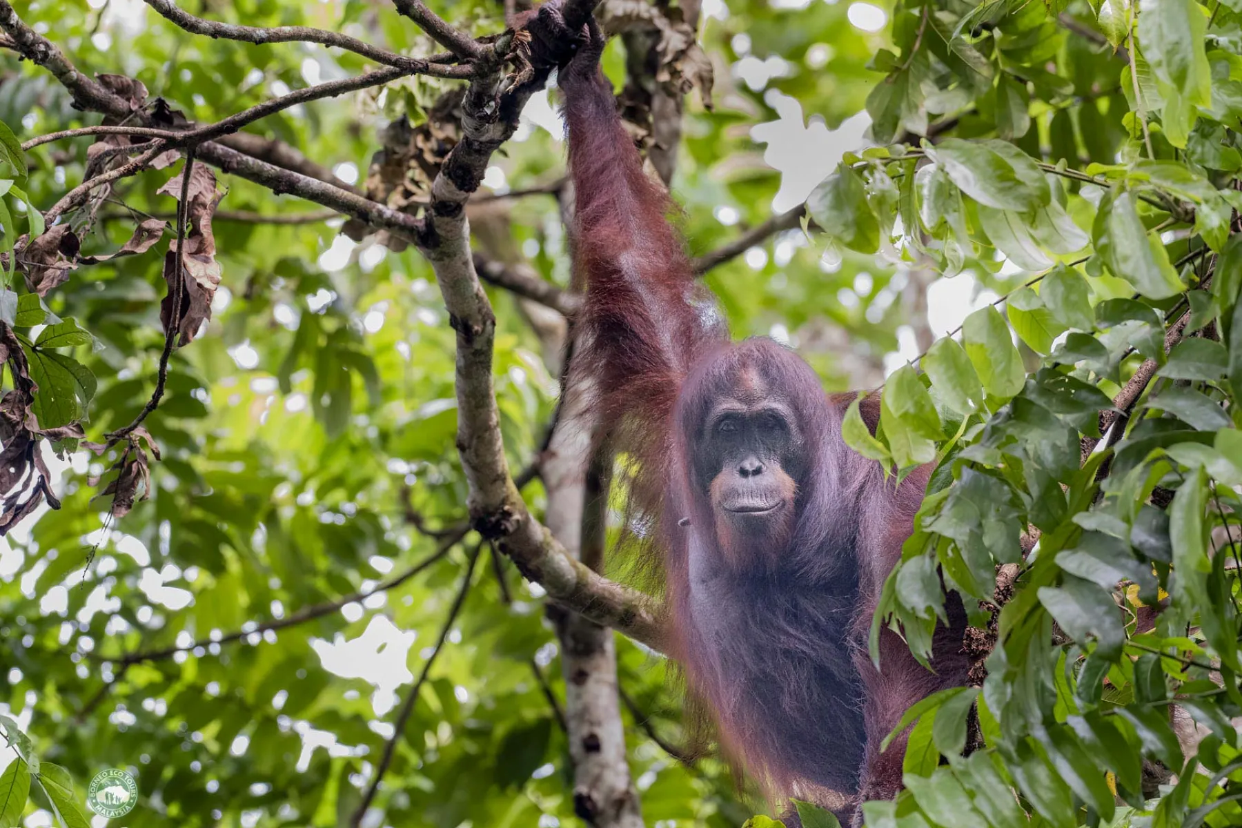 wild orang utan