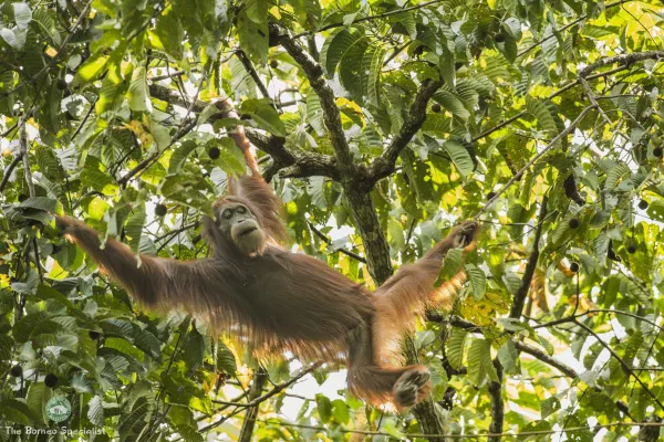 Wonders of Sandakan - Day 4