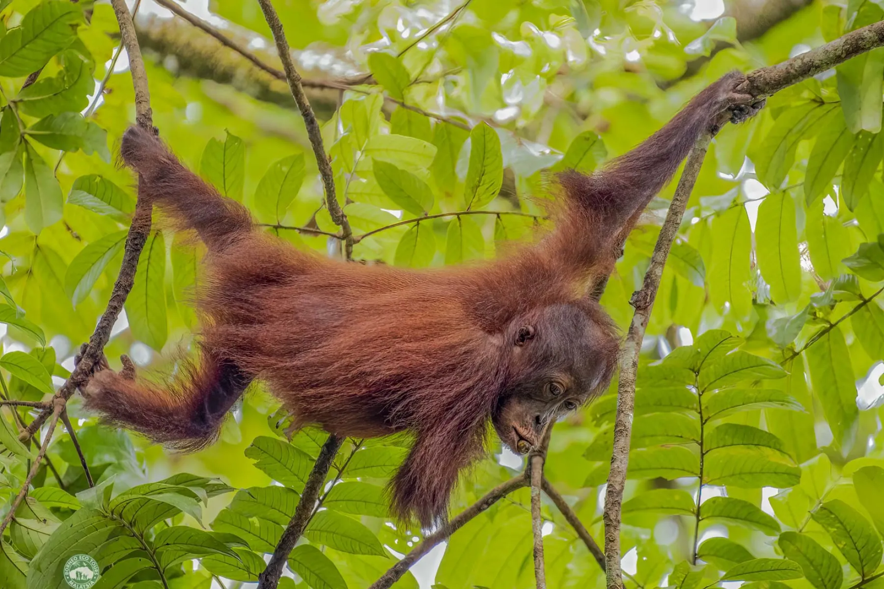Resident orang utan "Day"