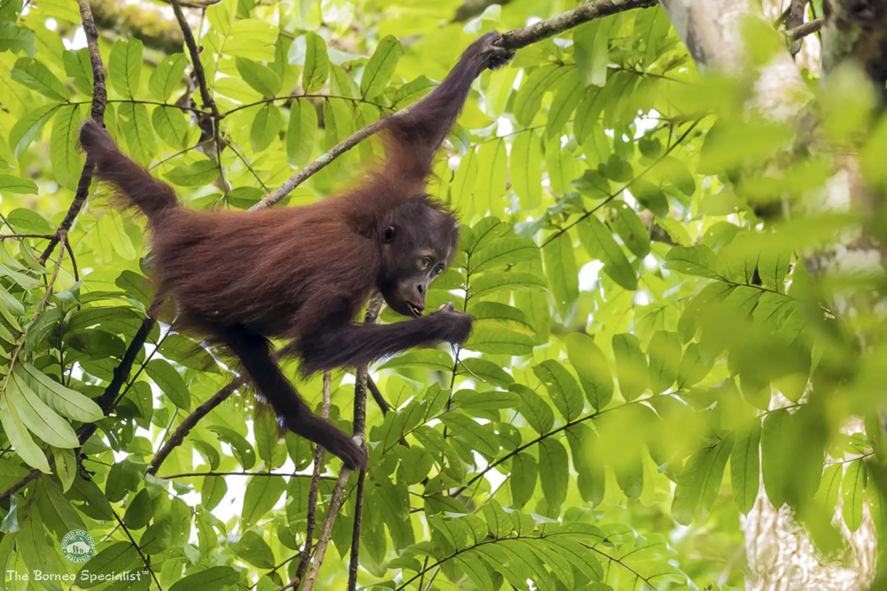 Resident wild orang utan "Day"