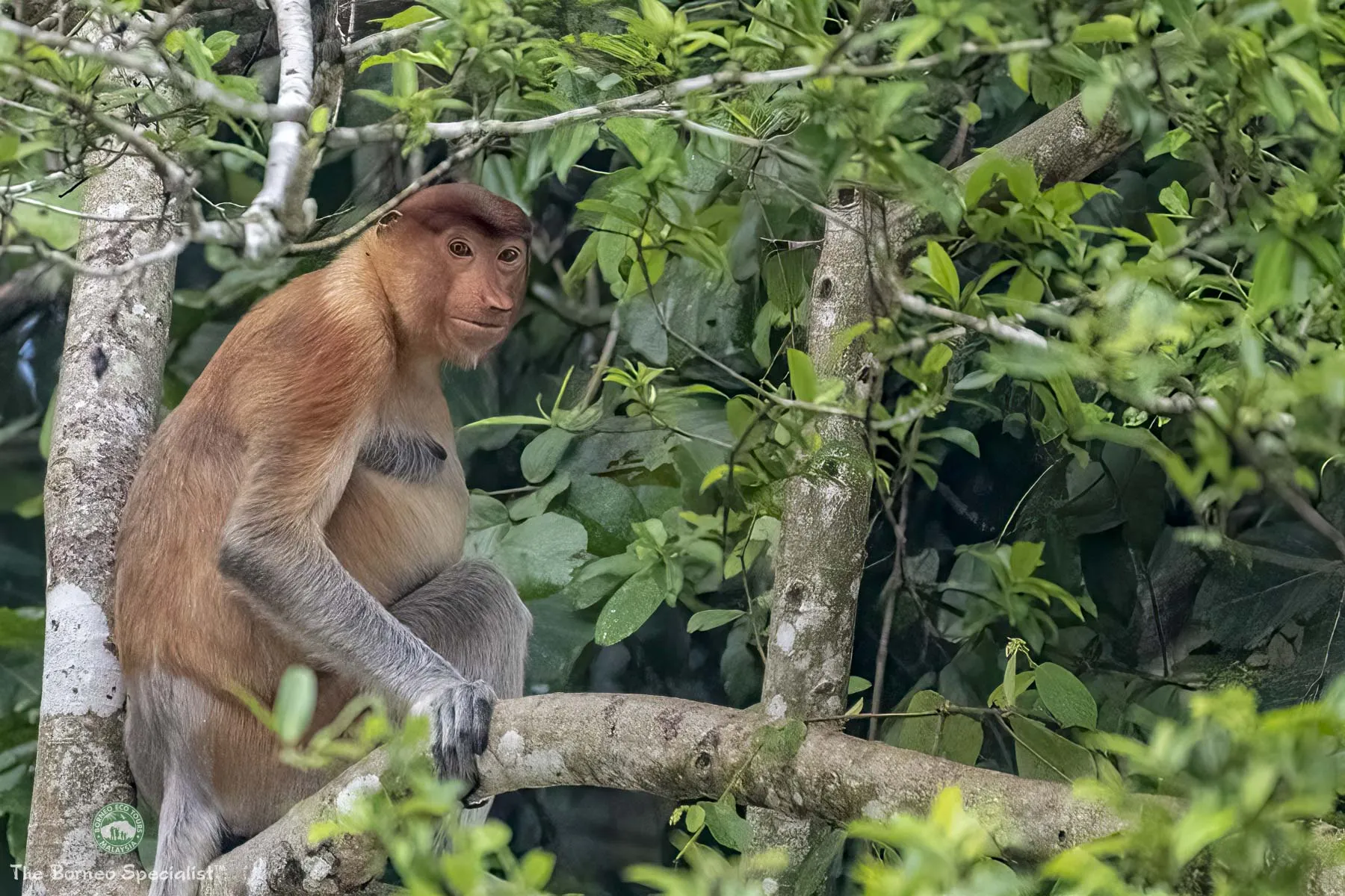 Proboscis monkey
