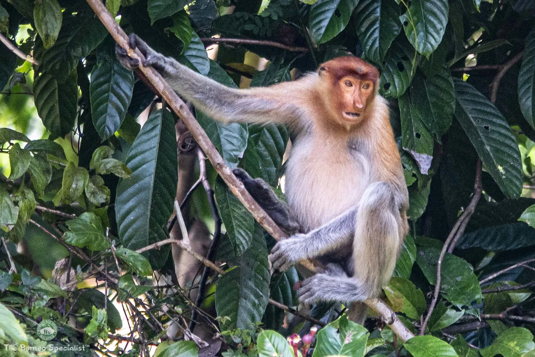 Proboscis monkey