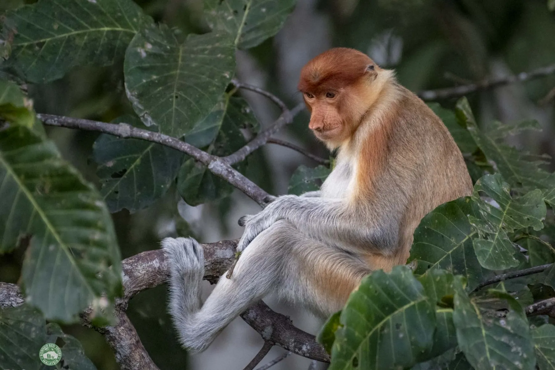 Female proboscis monkey