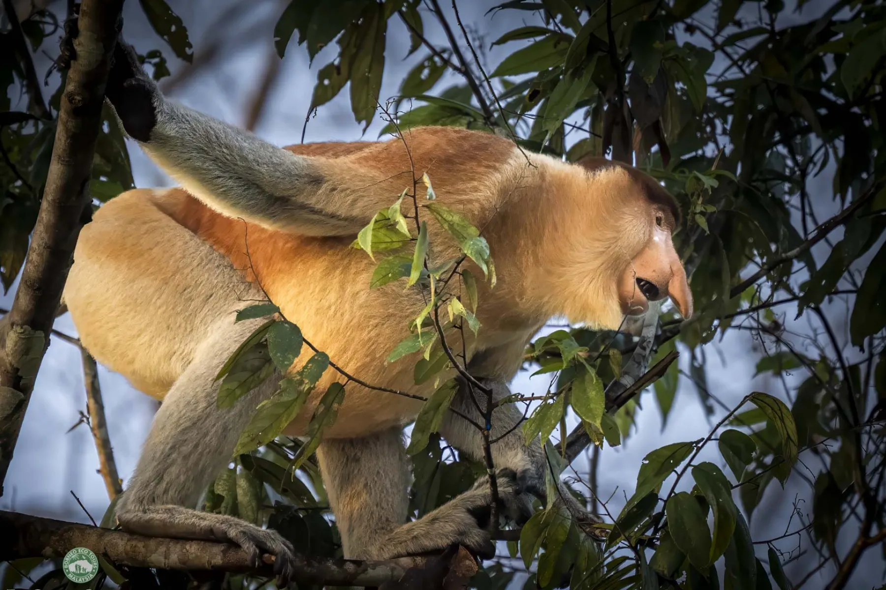 Alpha male proboscis monkey