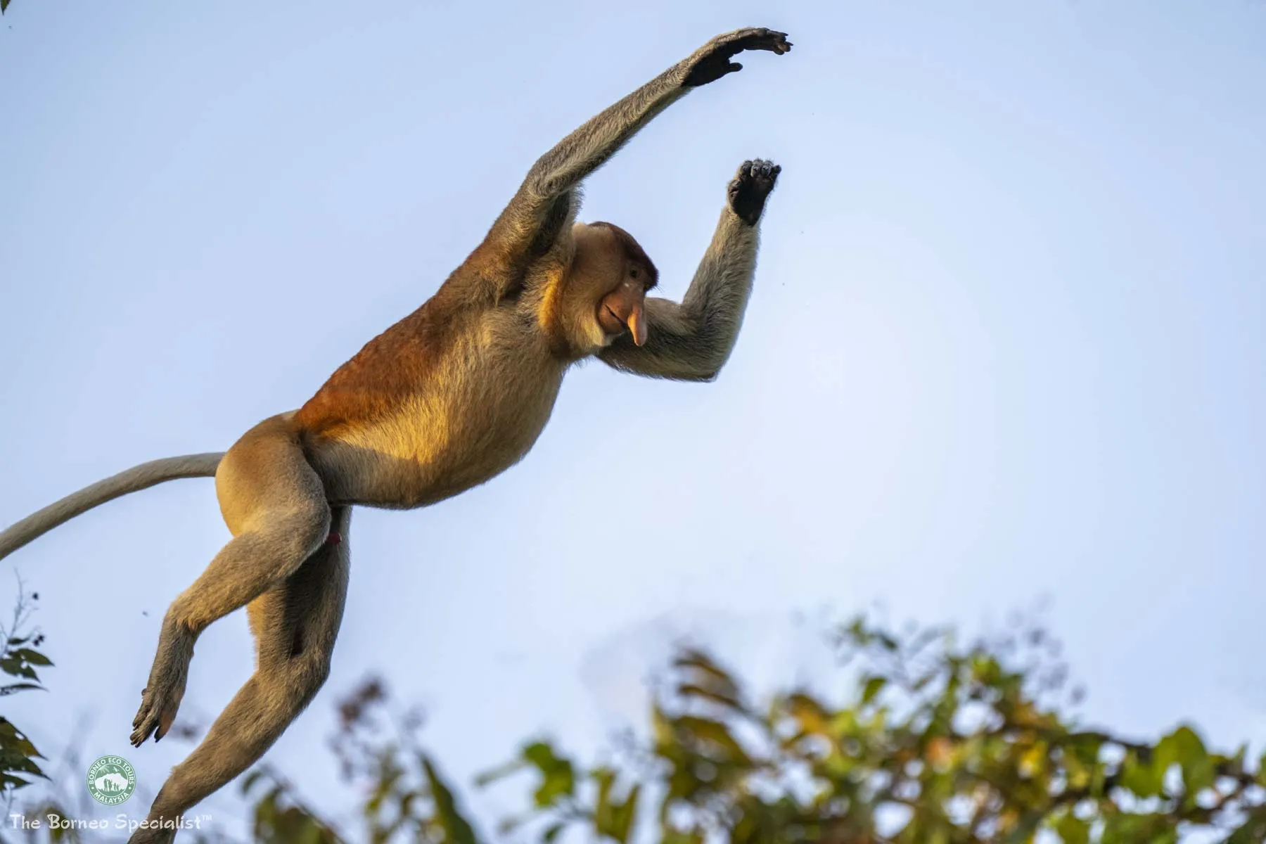 Alpha male proboscis monkey