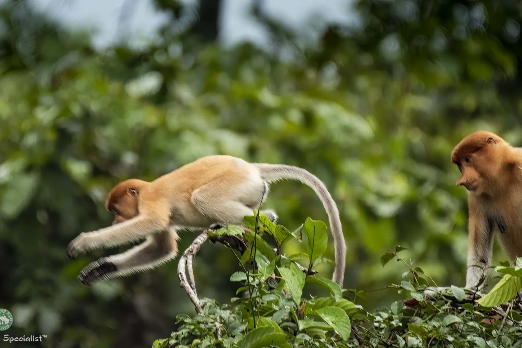 Mother and baby proboscis monkey