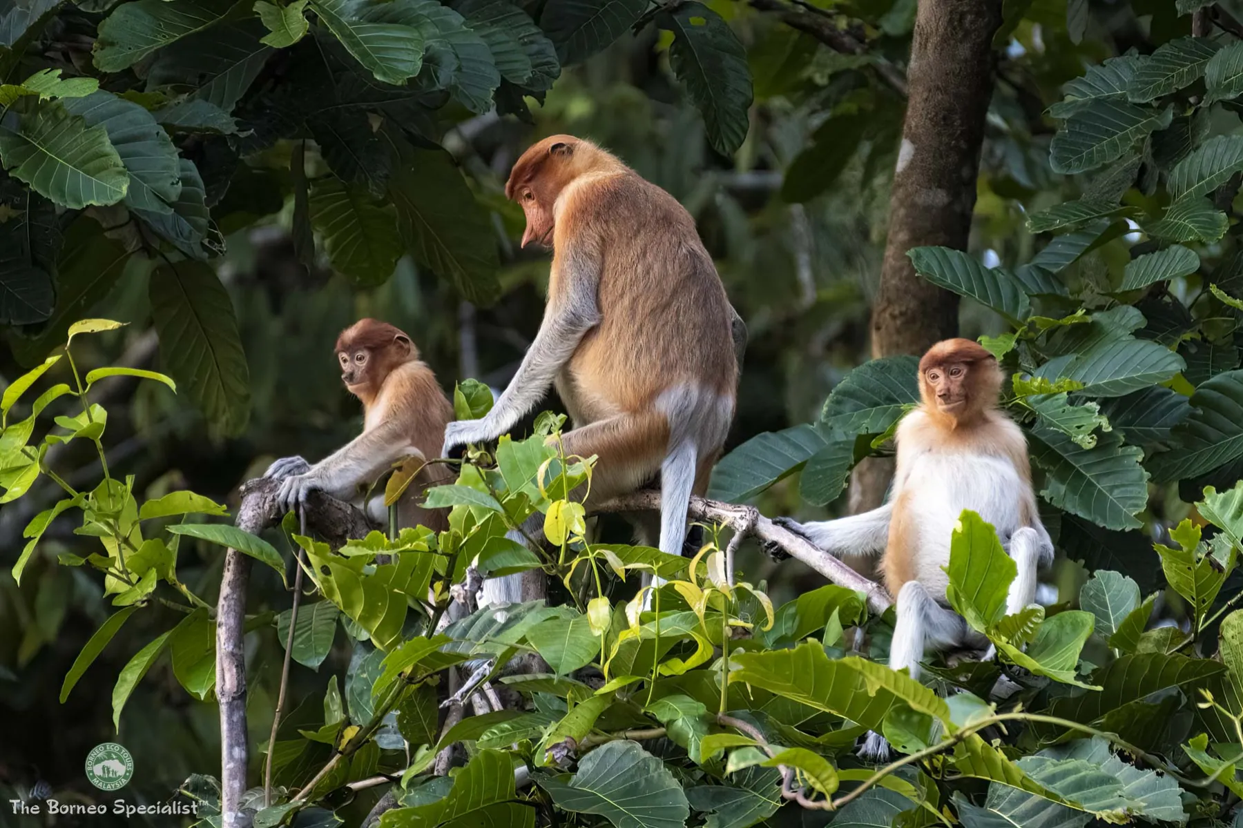 Proboscis monkeys