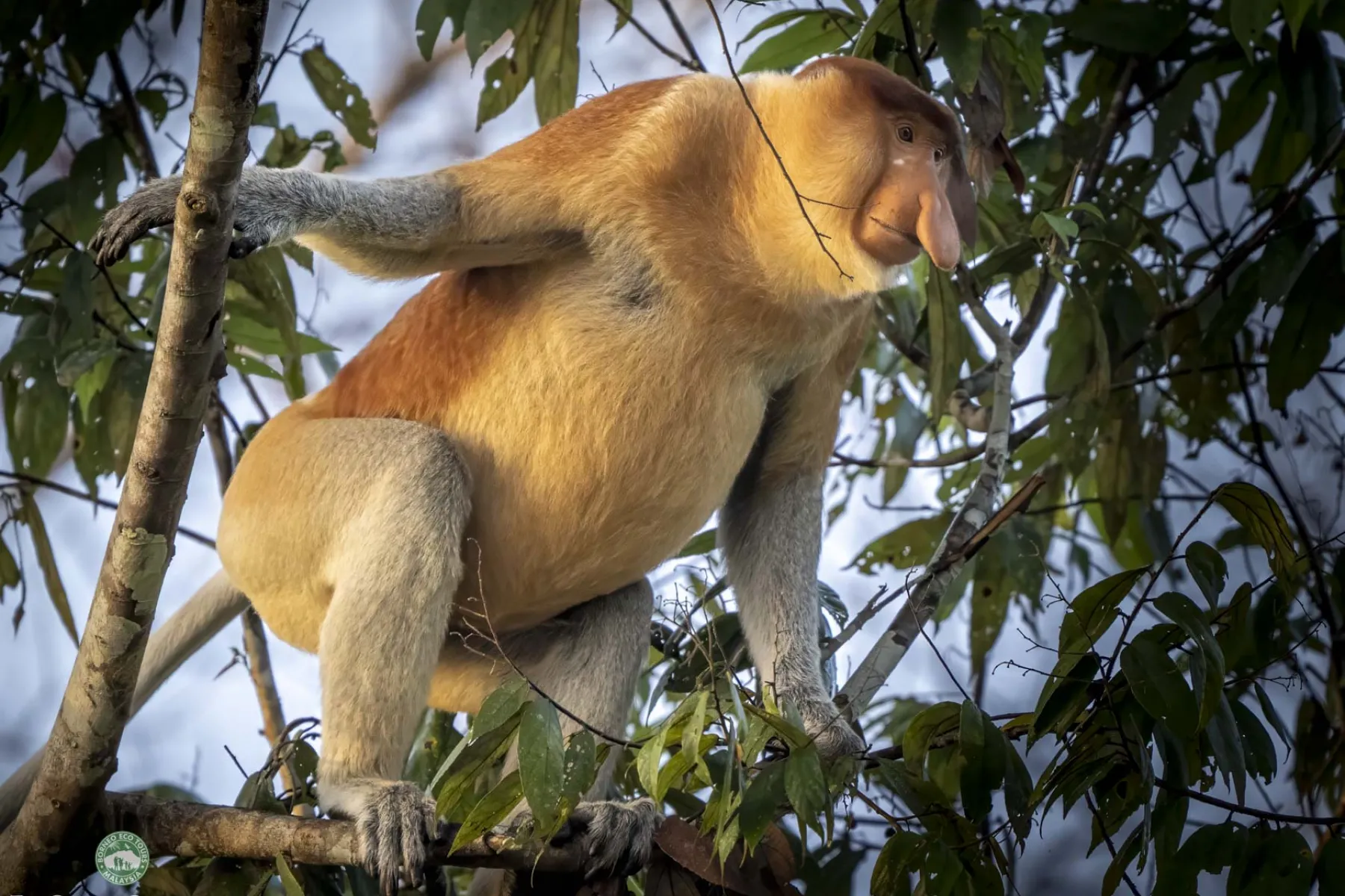 Alpha male probosics monkey