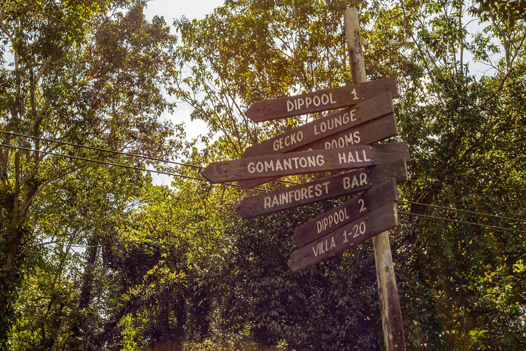 Rainforest boardwalk