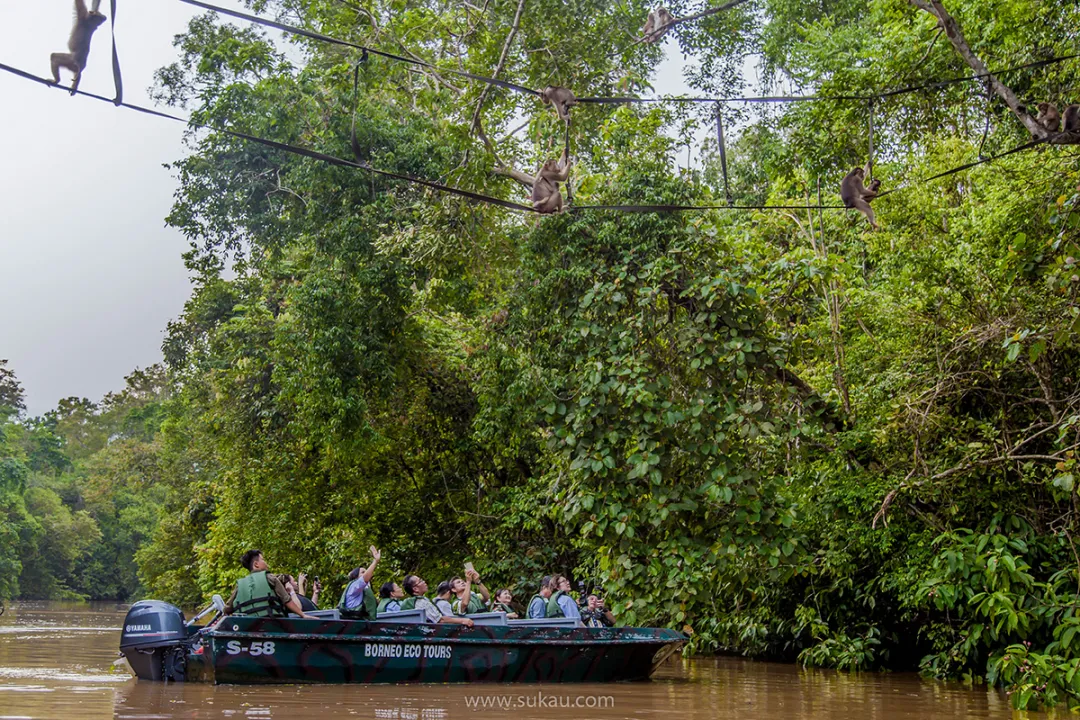 Wildlife river safaris at Sukau is the best way to see the huge variety of wildlife and birds in Borneo