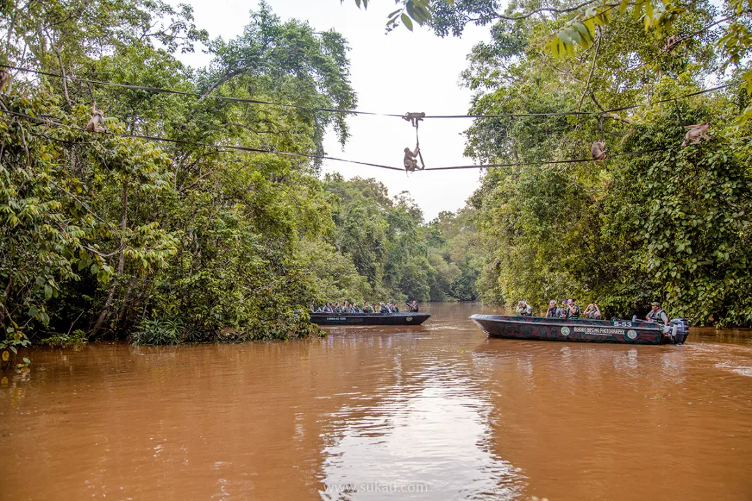 Wildlife river safaris at Sukau is the best way to see the huge variety of wildlife and birds in Borneo