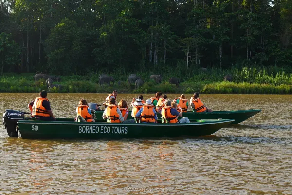 Sabah Wildlife Safari - Day 3