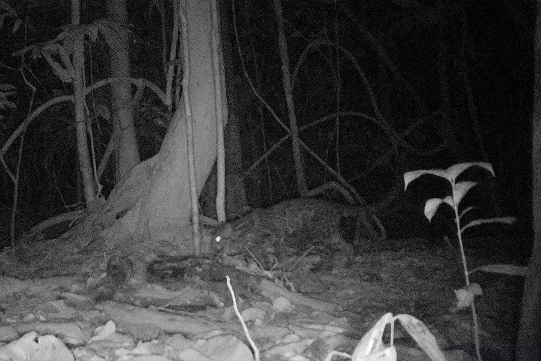 Very rare wild Clouded Leopard in Utan Rainforest Lodge