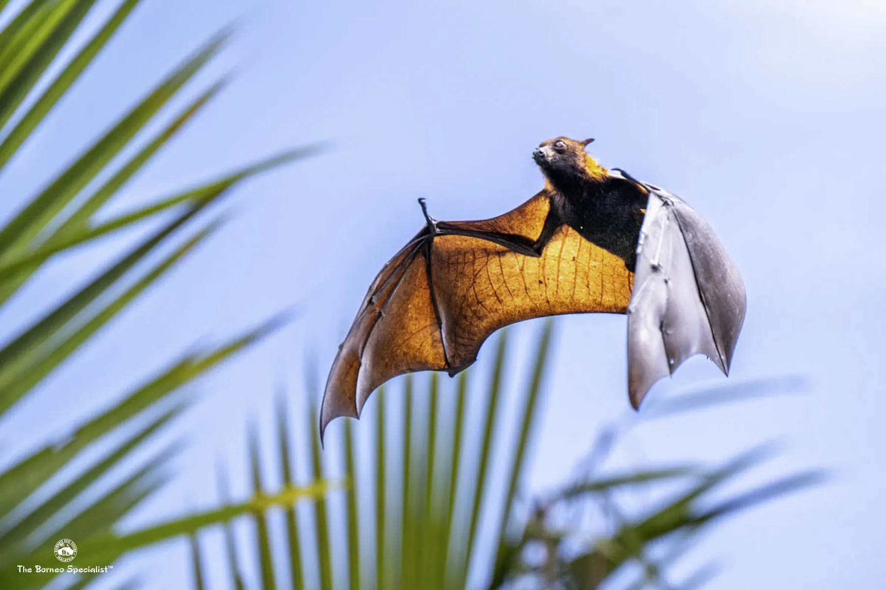Flying fox